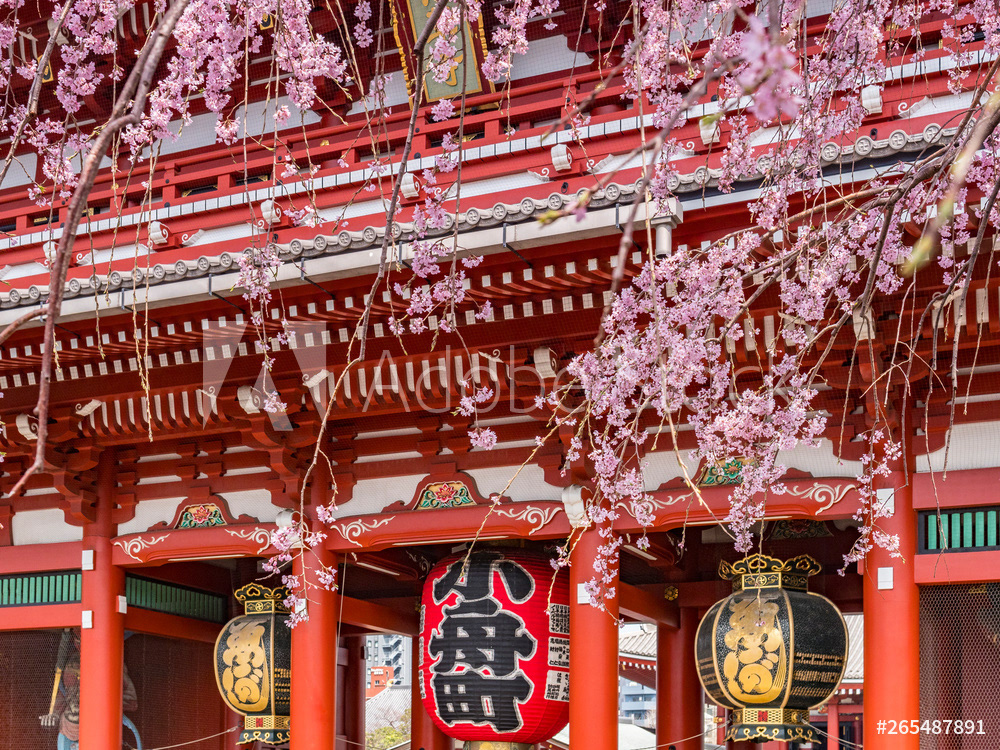 Cherry Blossom at Senso-ji Temple, Tokyo