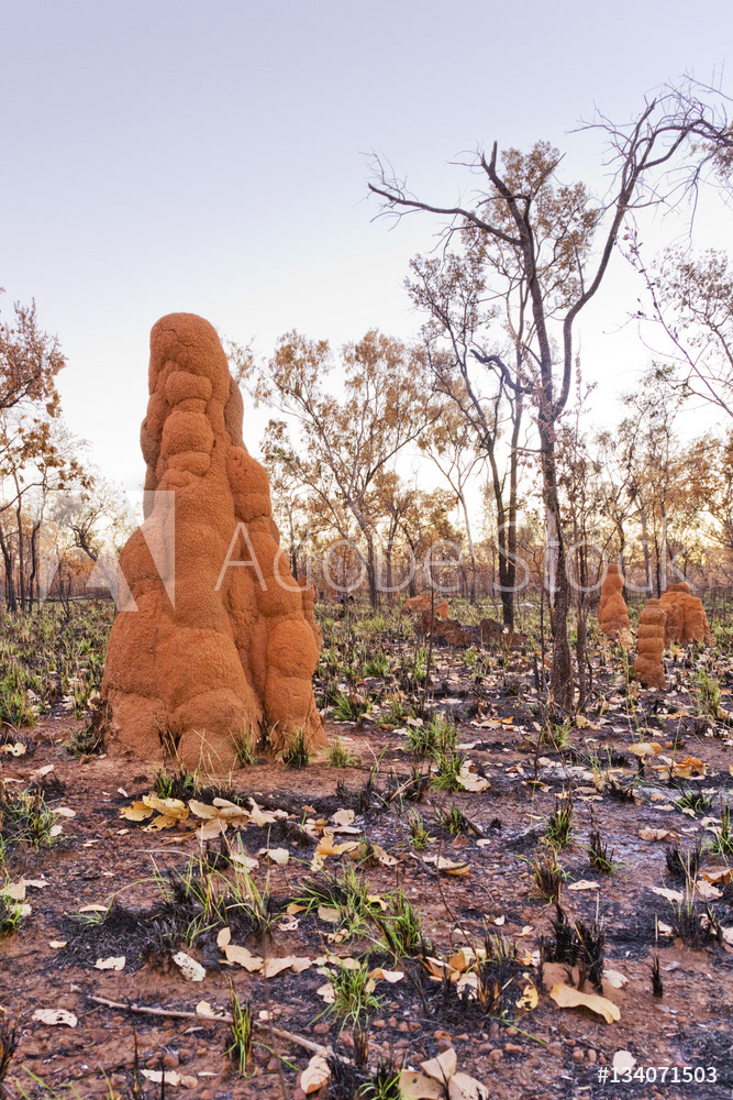 Termite Mounds after Bush Fire, Australia