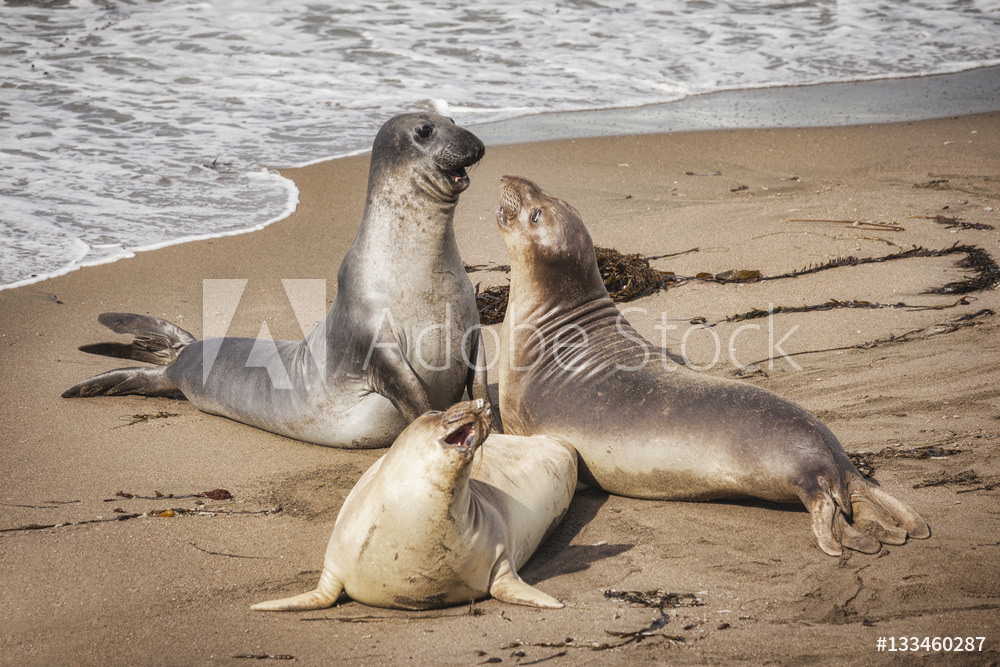 Elephant Seals at Piedras Blancas, California