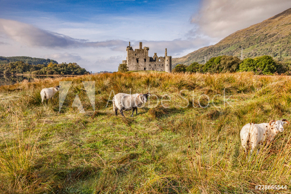 Kilchurn Castle and Sheep