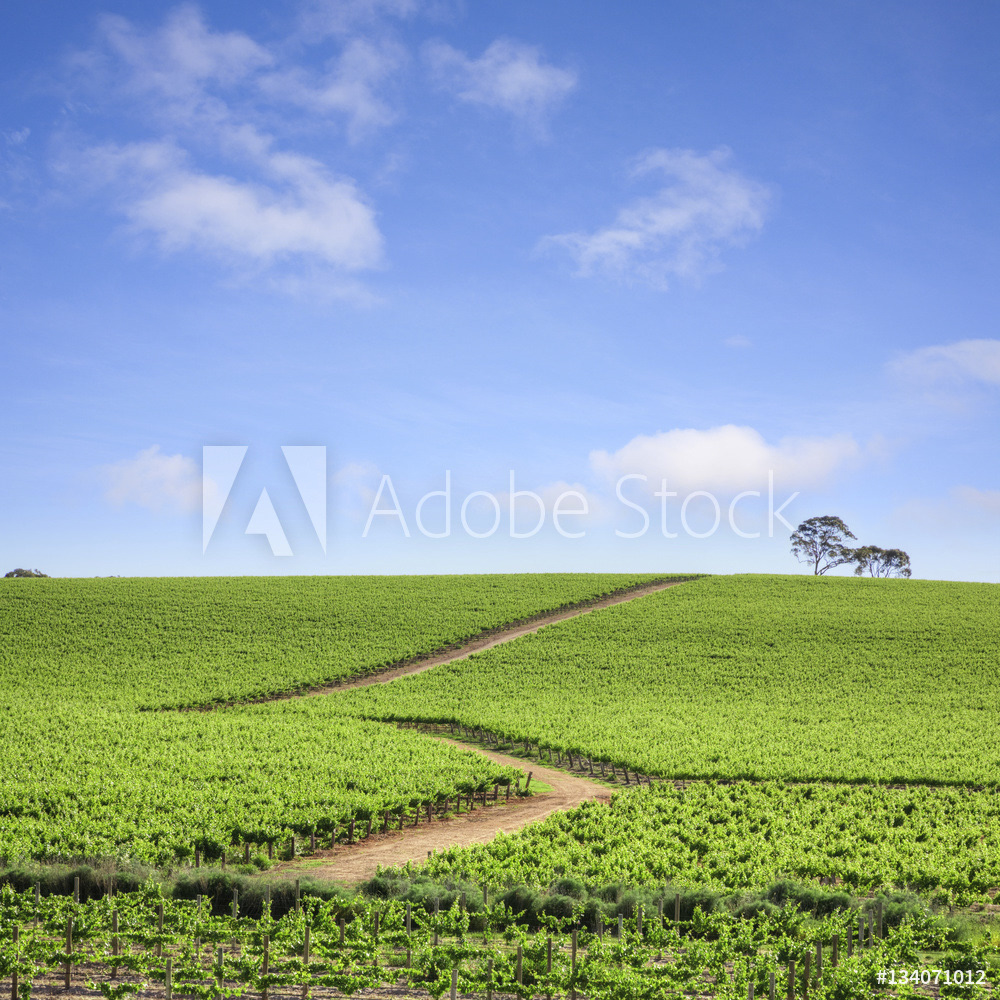 Vineyard, South Australia