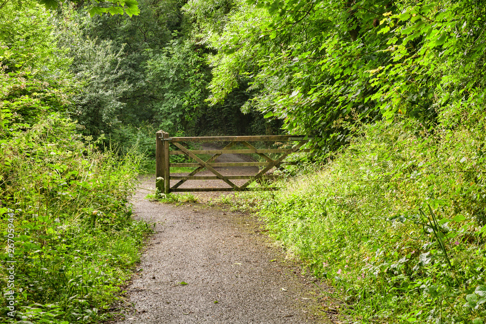 Woodland Path Near Tenby