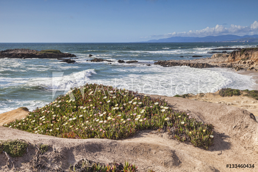 Wildflowers at Bean Hollow State Beach, California