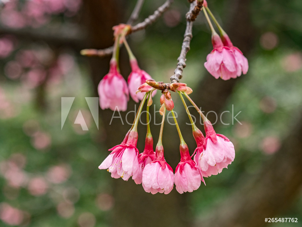 Cherry Blossom, Tokyo, Japan