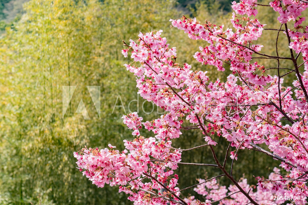 Cherry Blossom and Bamboo
