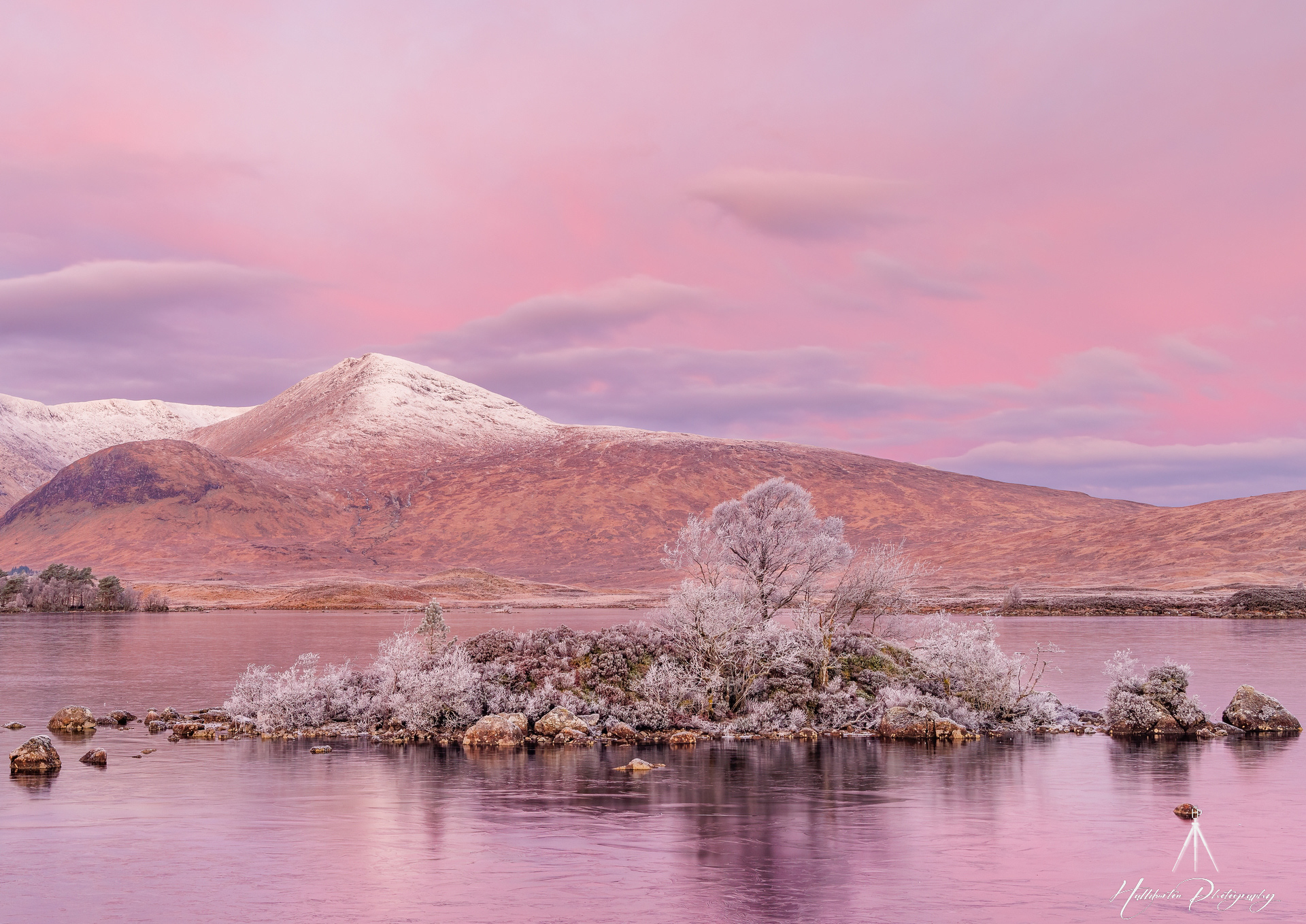 Pink Dawn