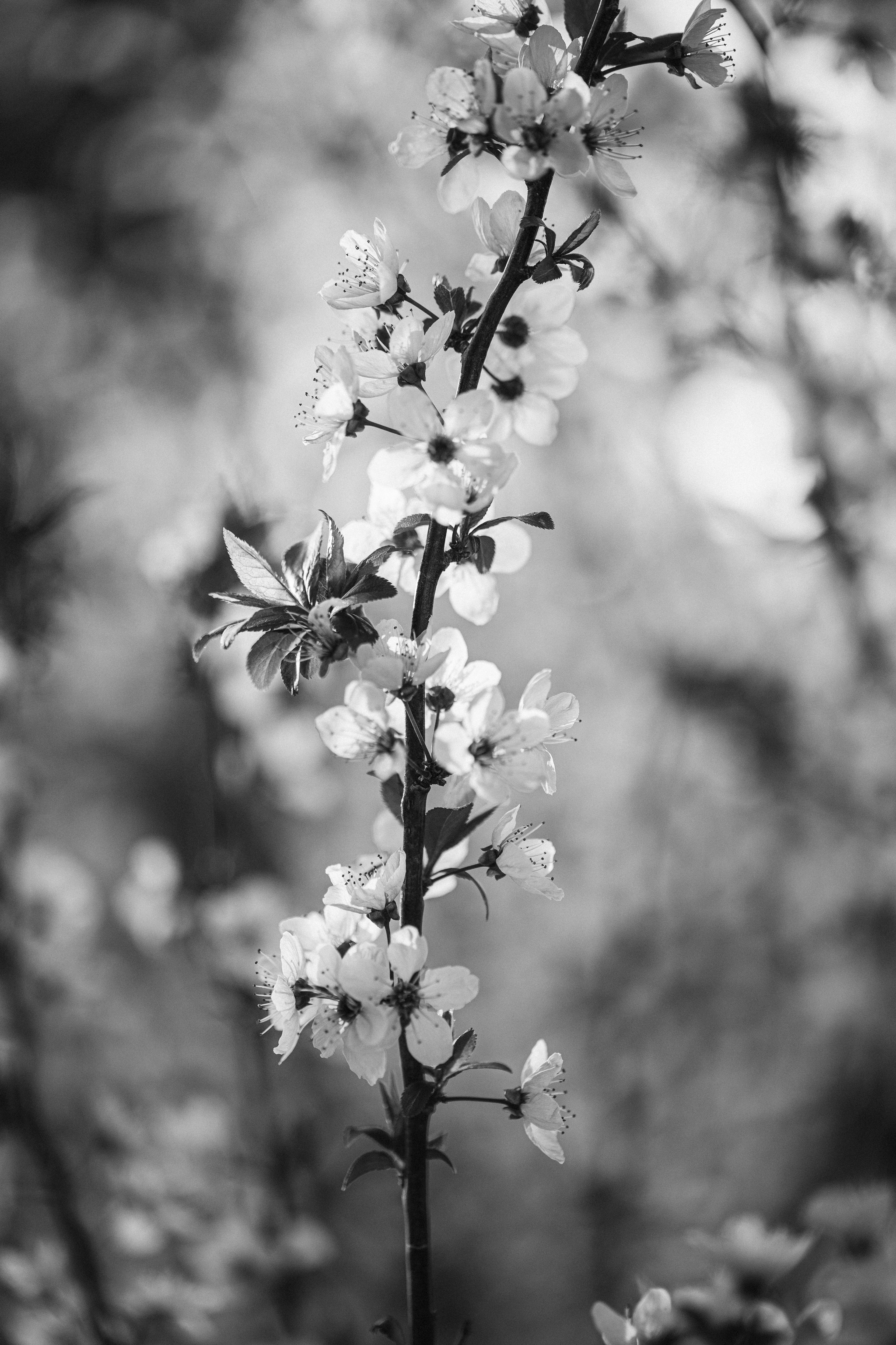Diecinueve de marzo... IV