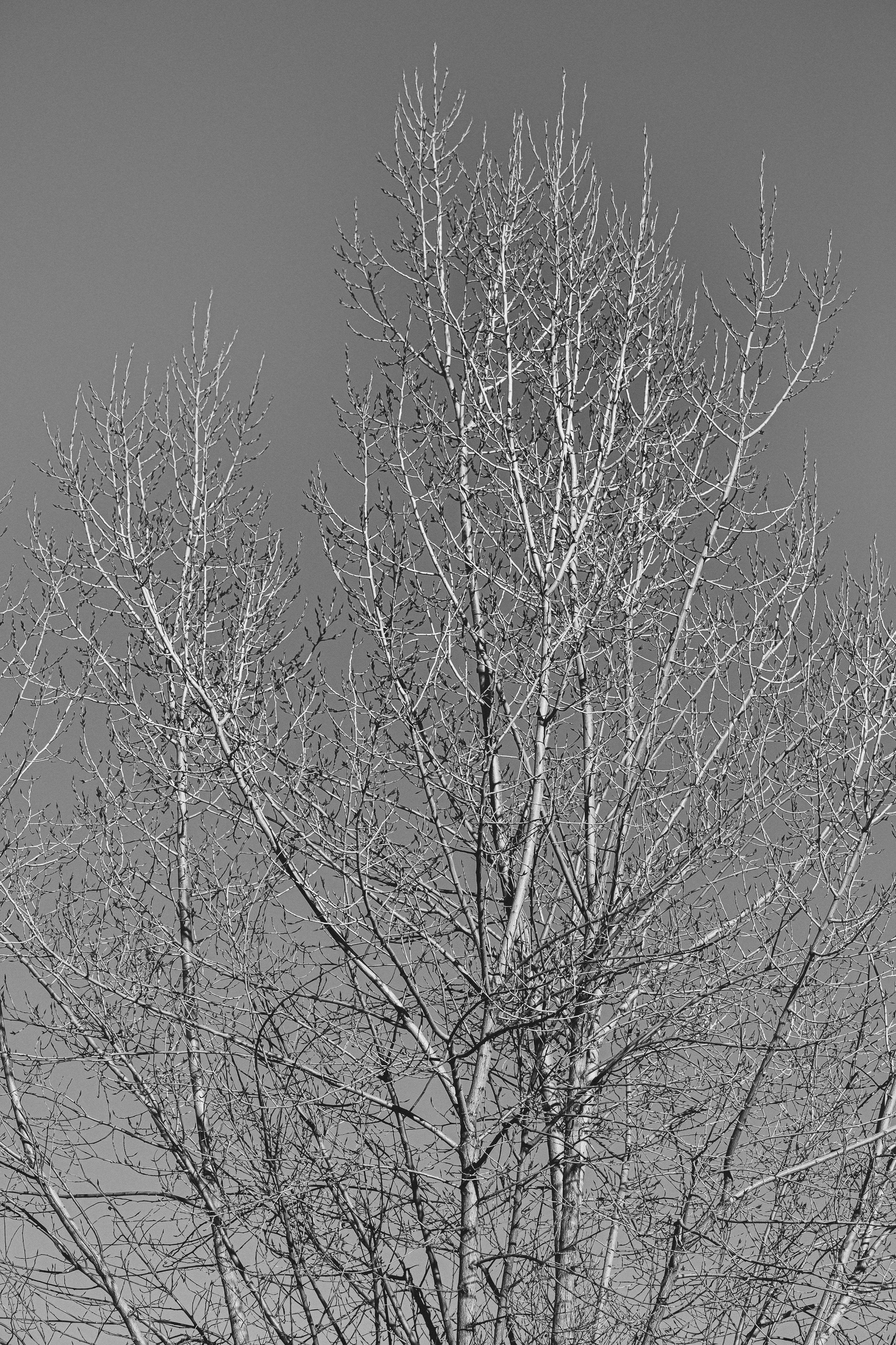 Diecinueve de marzo... XXXIII