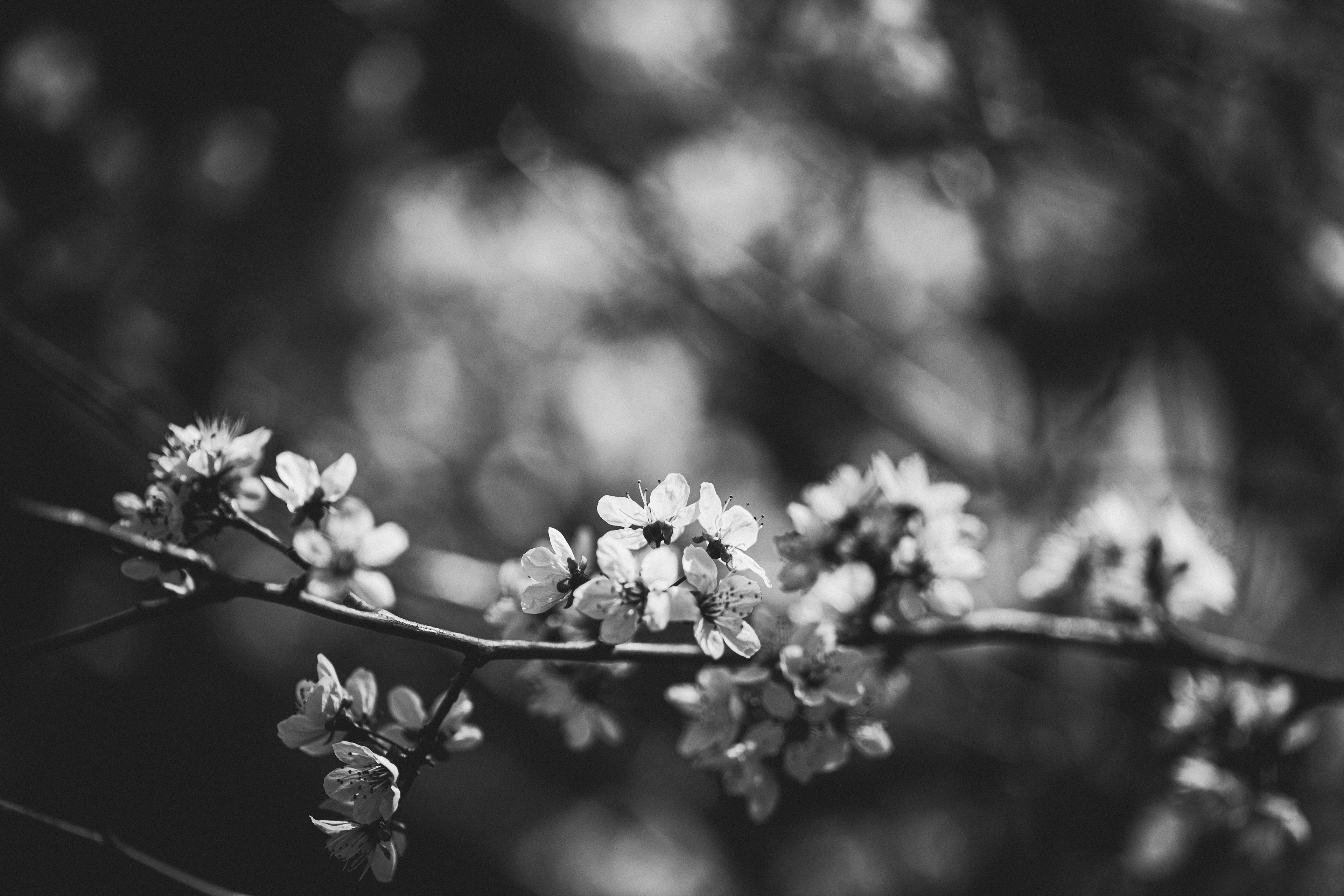 Diecinueve de marzo... VII