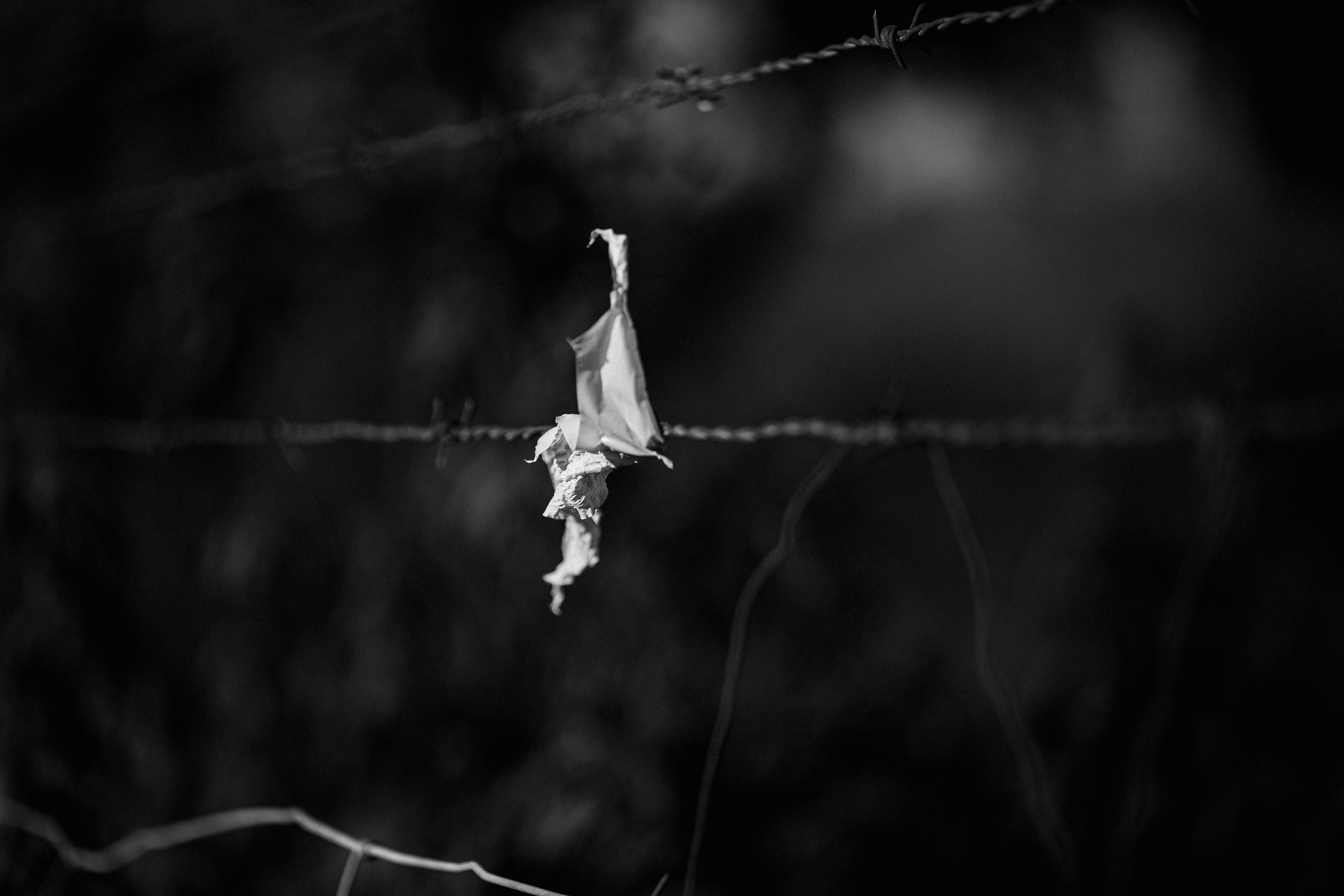 Diecinueve de marzo... LIX
