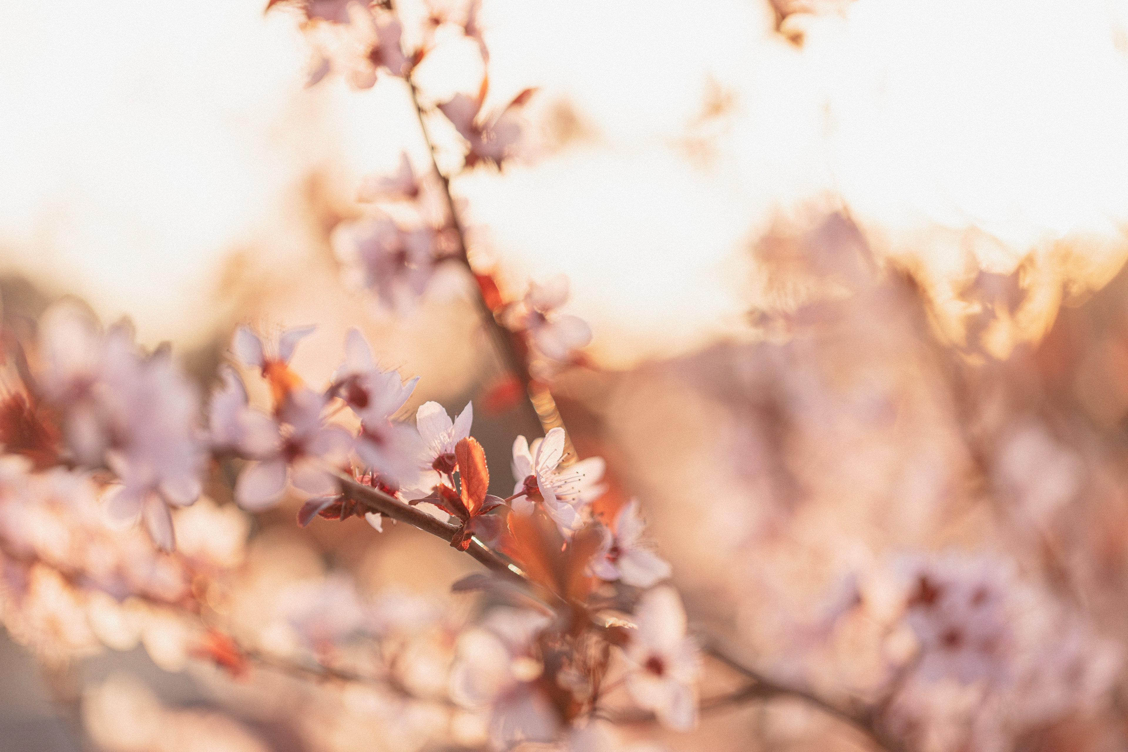 Diecinueve de marzo... II