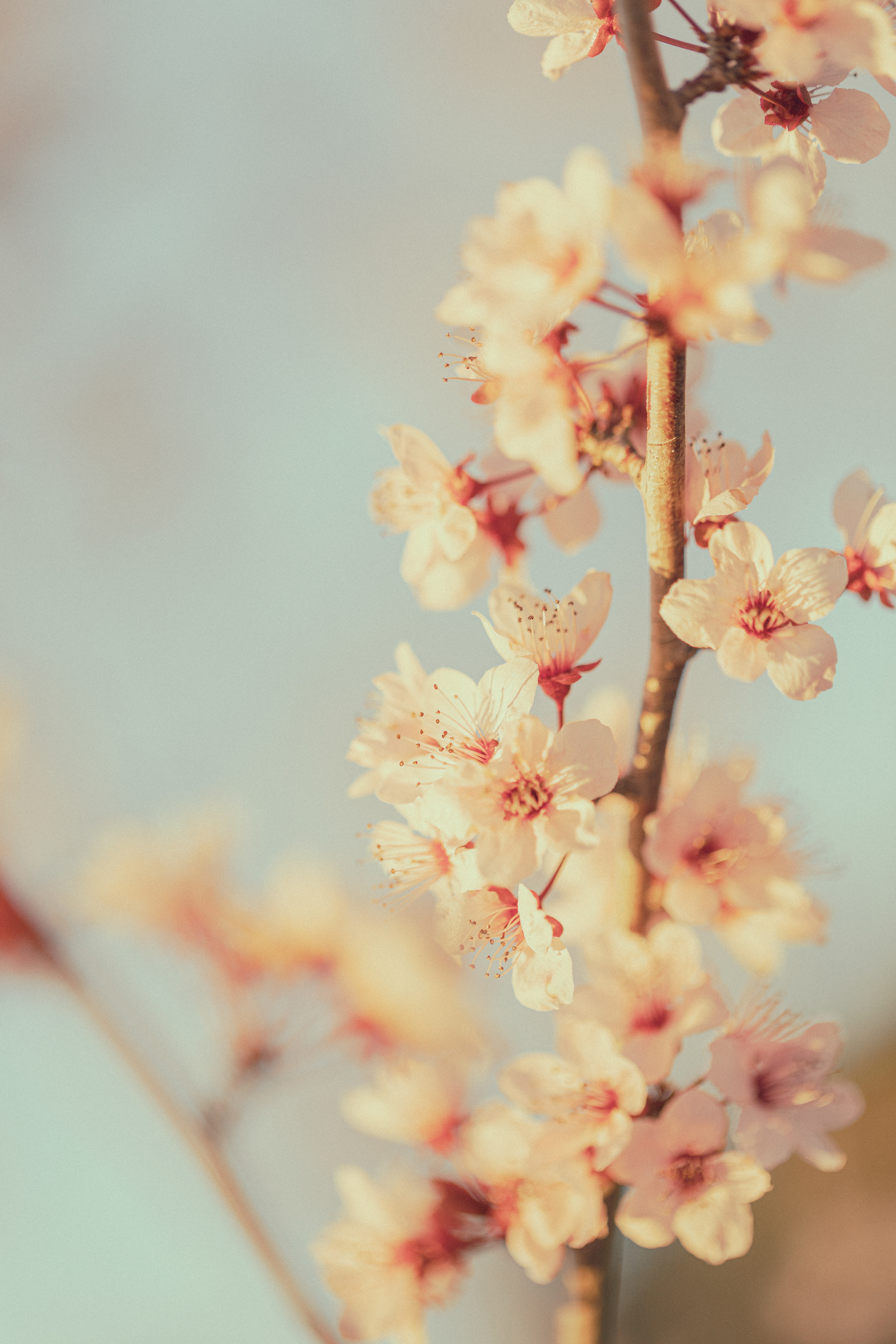 Diecinueve de marzo... X