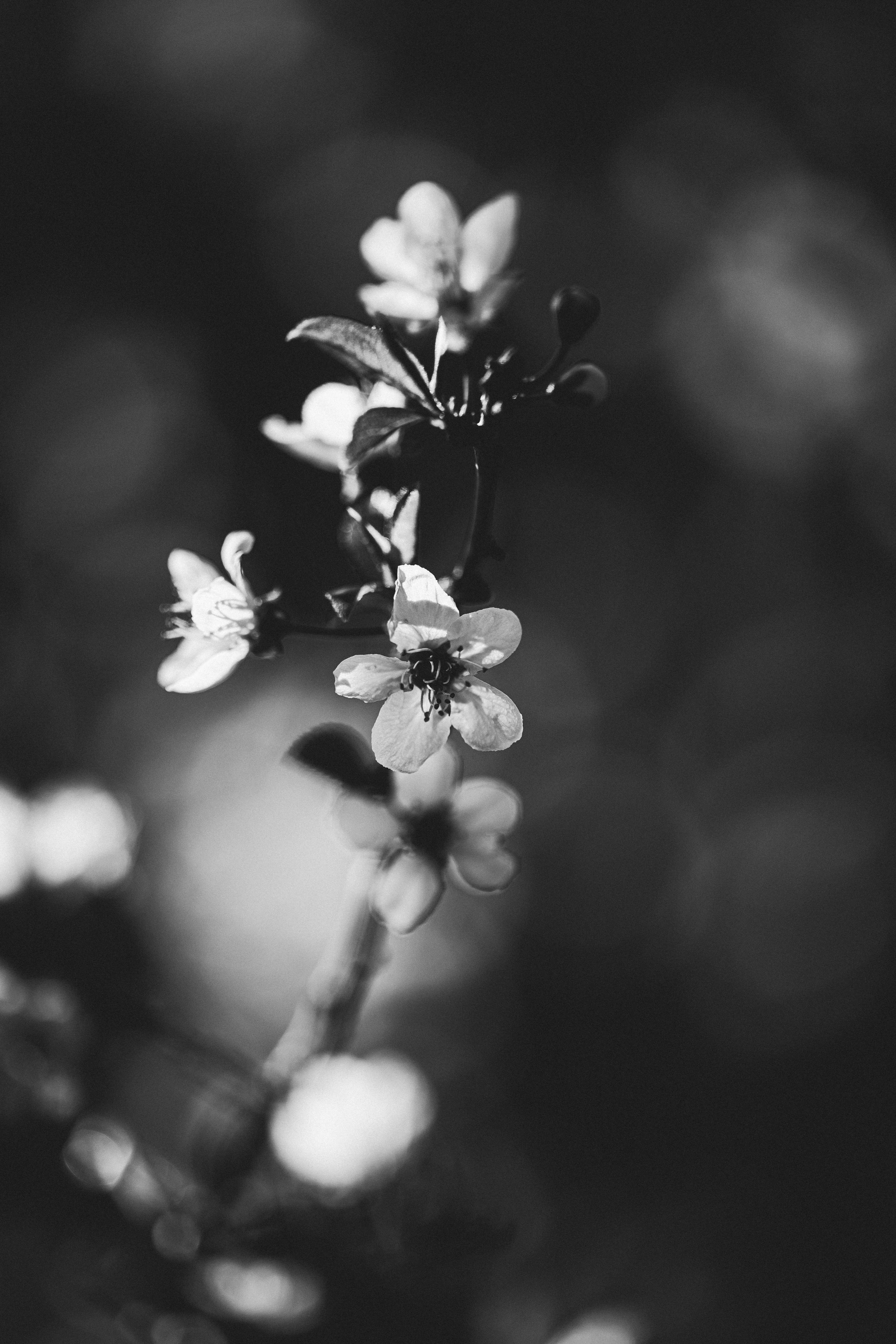 Diecinueve de marzo... VIII