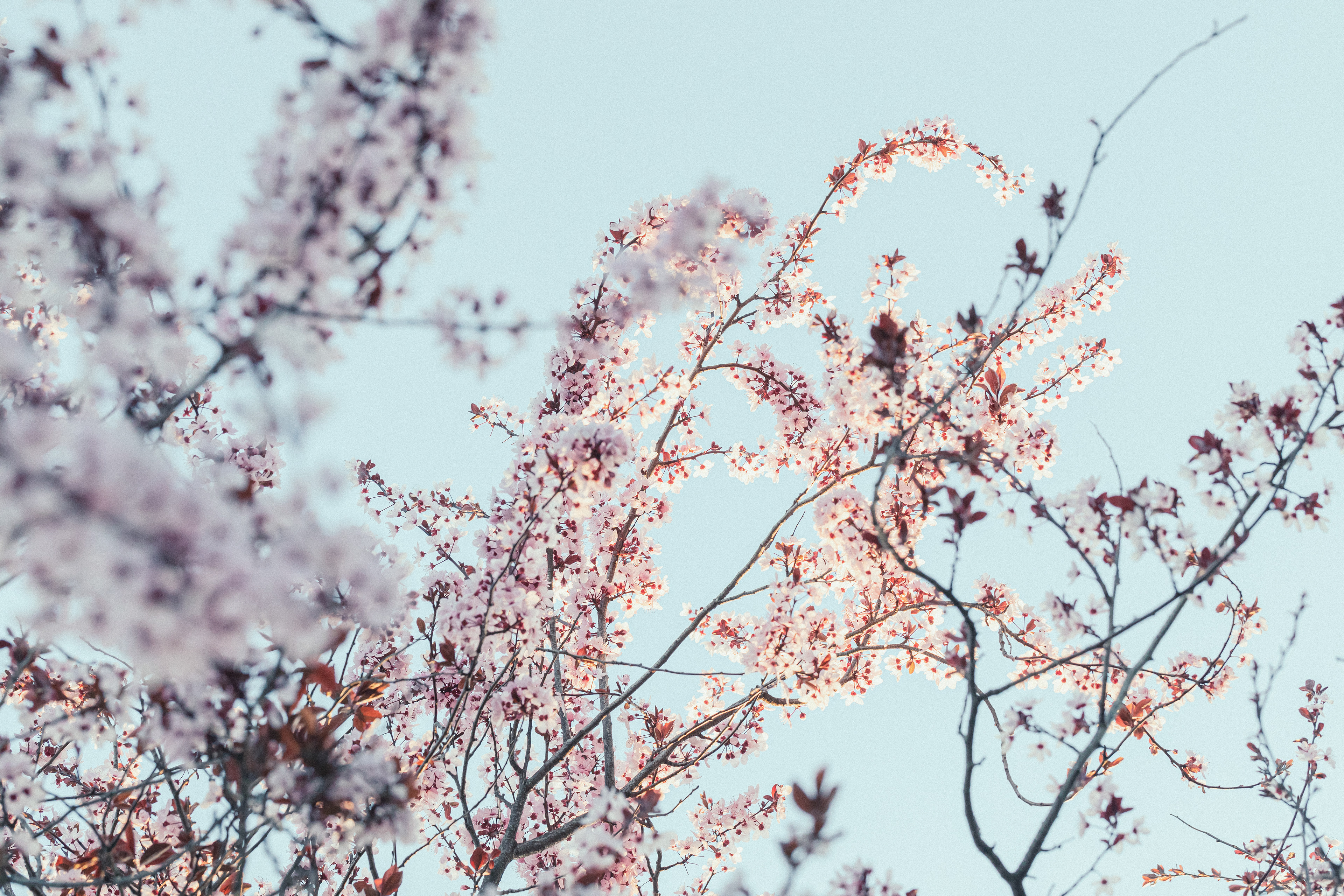 Diecinueve de marzo... XIX