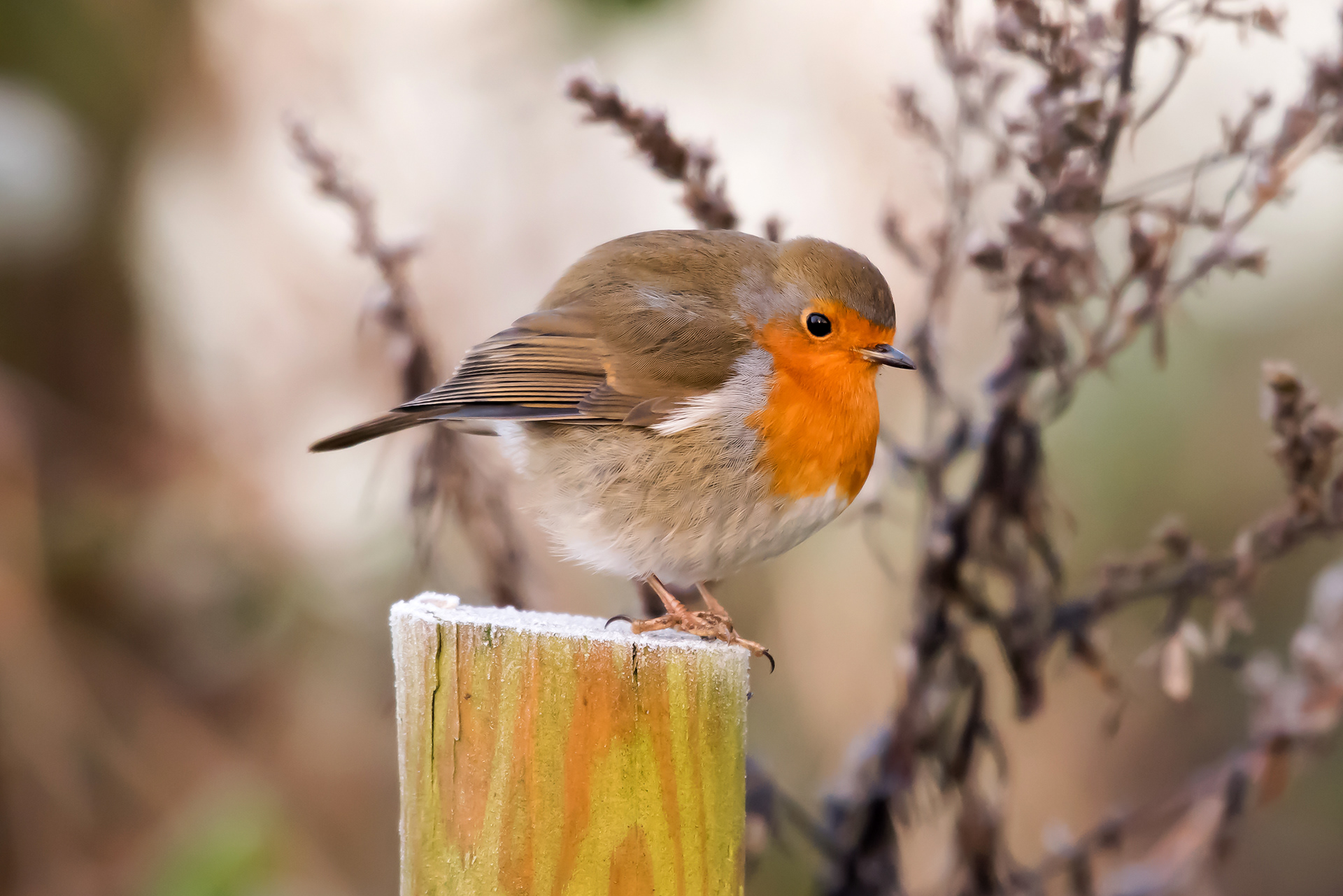Frosty Robin
