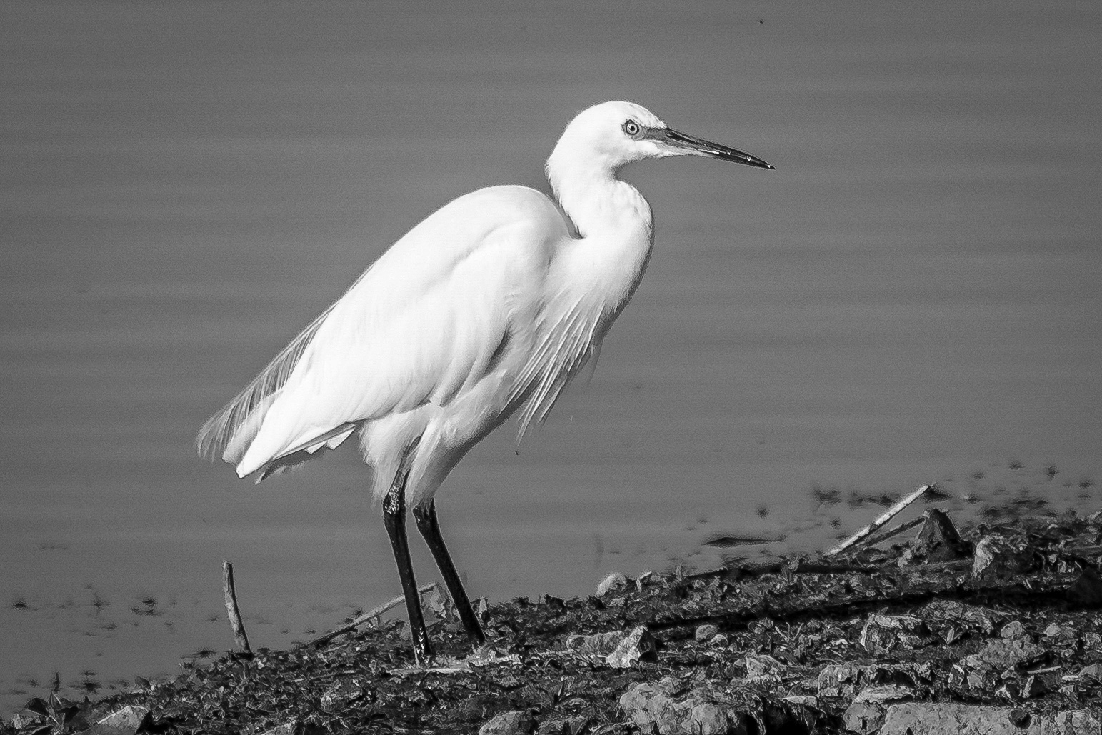 Large Egrit B&W