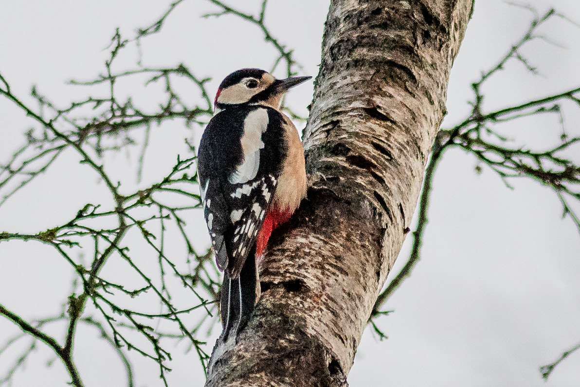 Greater Spotted Woodpecker