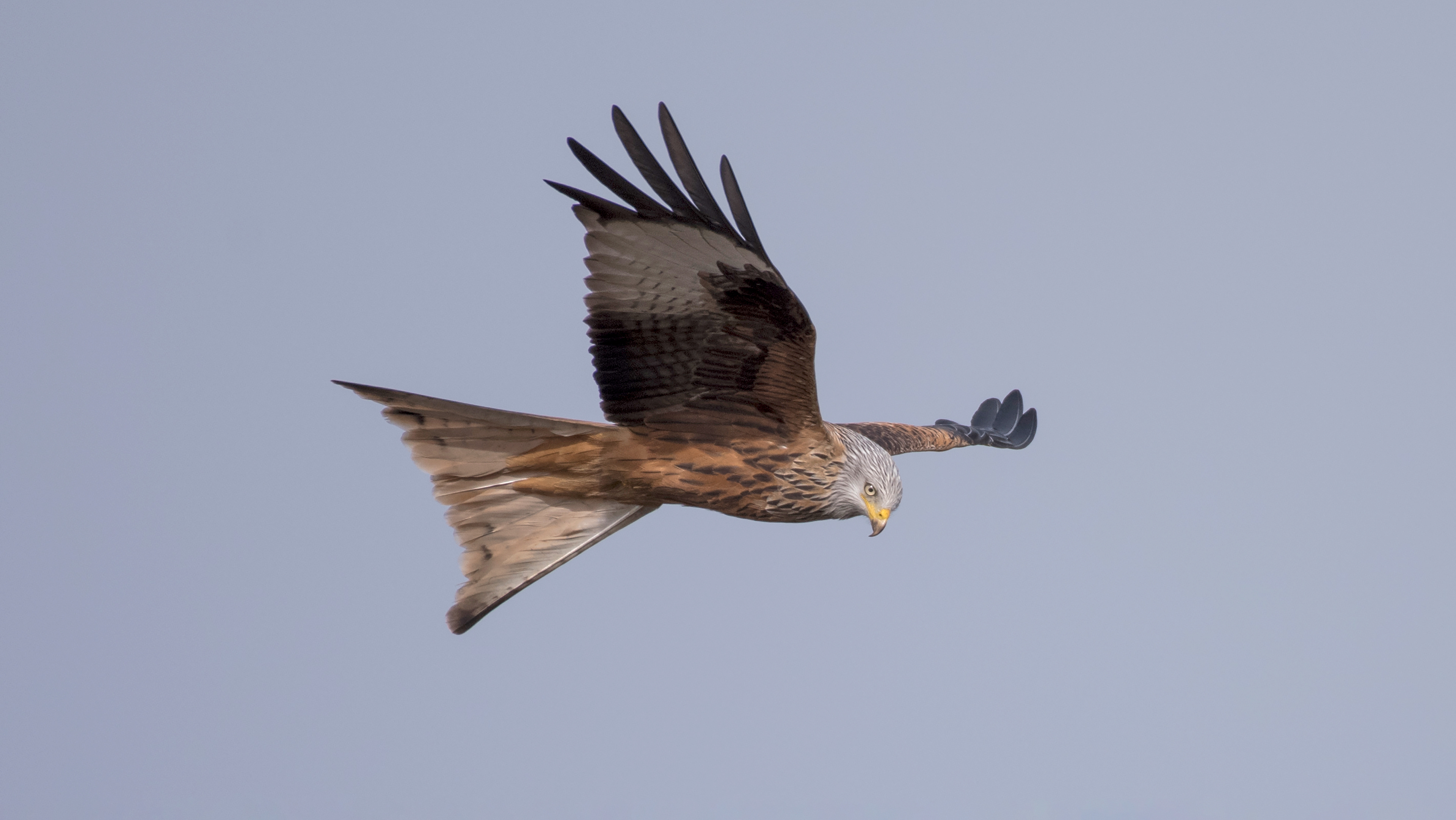 Red Kite hunting
