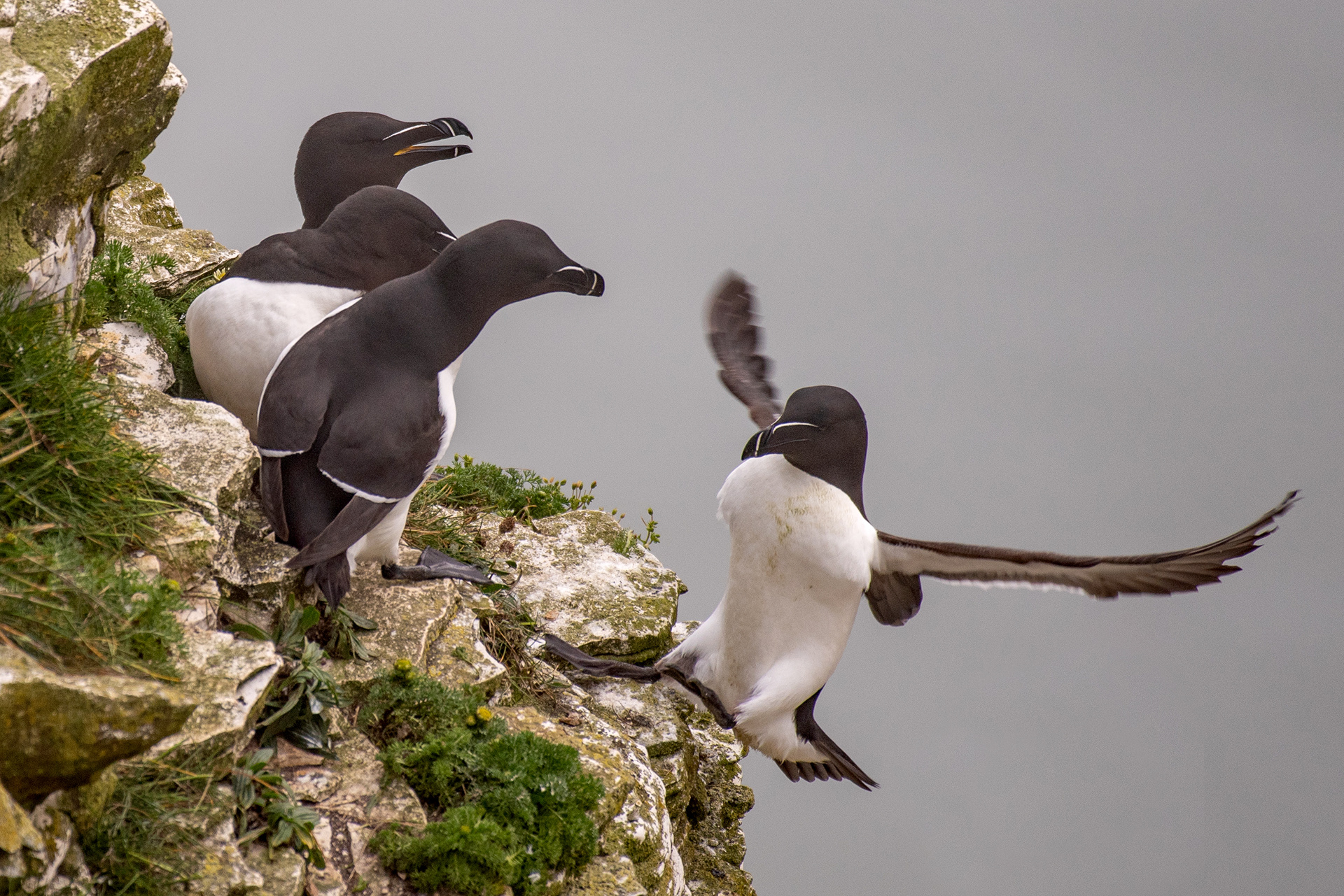 Razorbill group