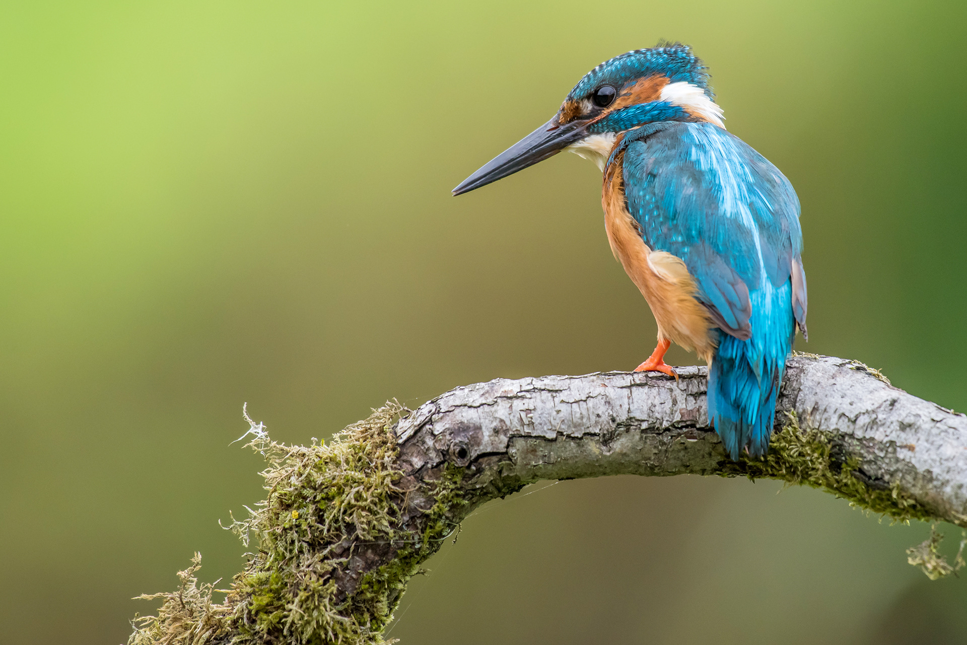 Kingfisher watching