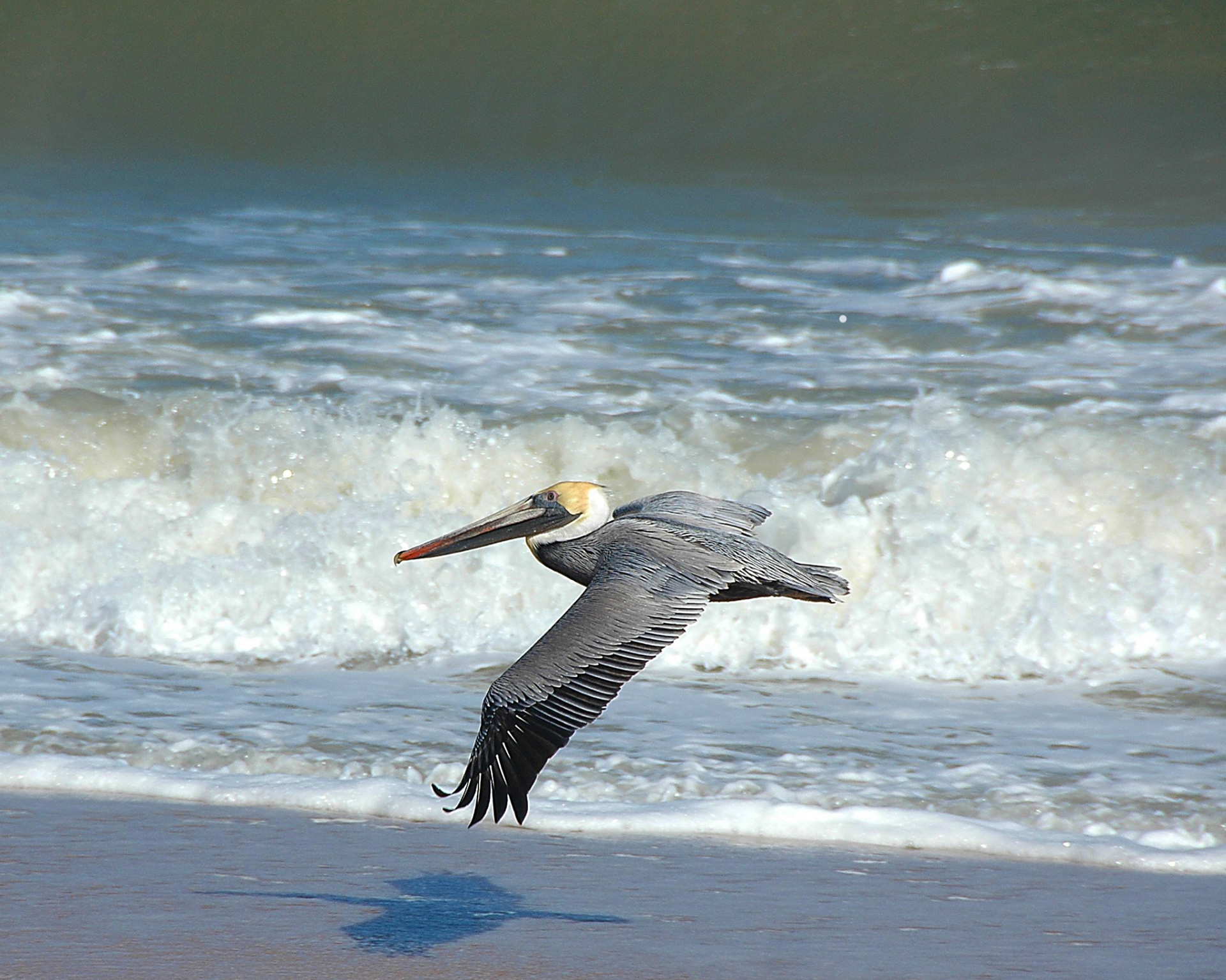 04mBeach Pelican, St. George Is., FL