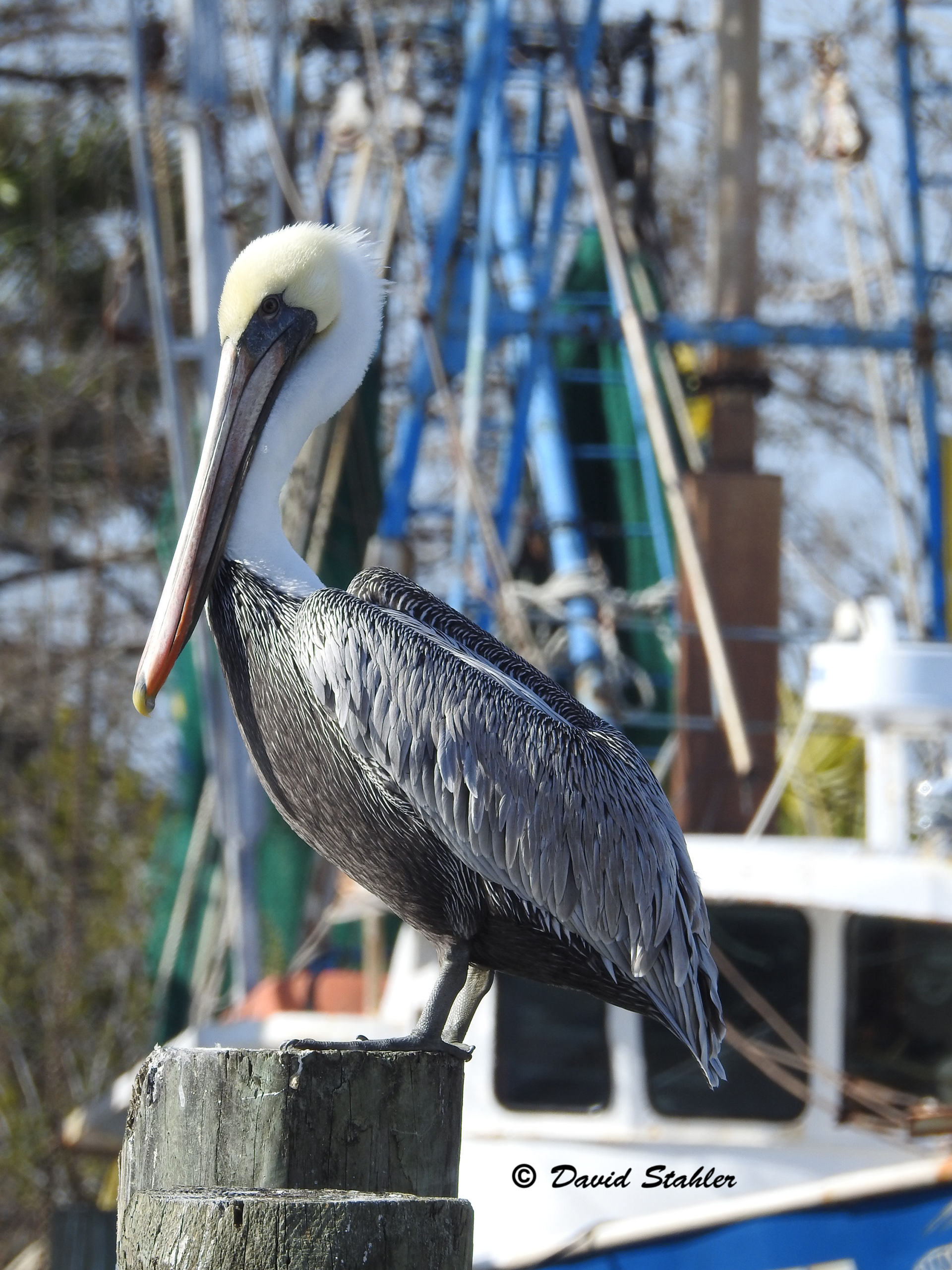 Pelican01 Apalachicola, FL