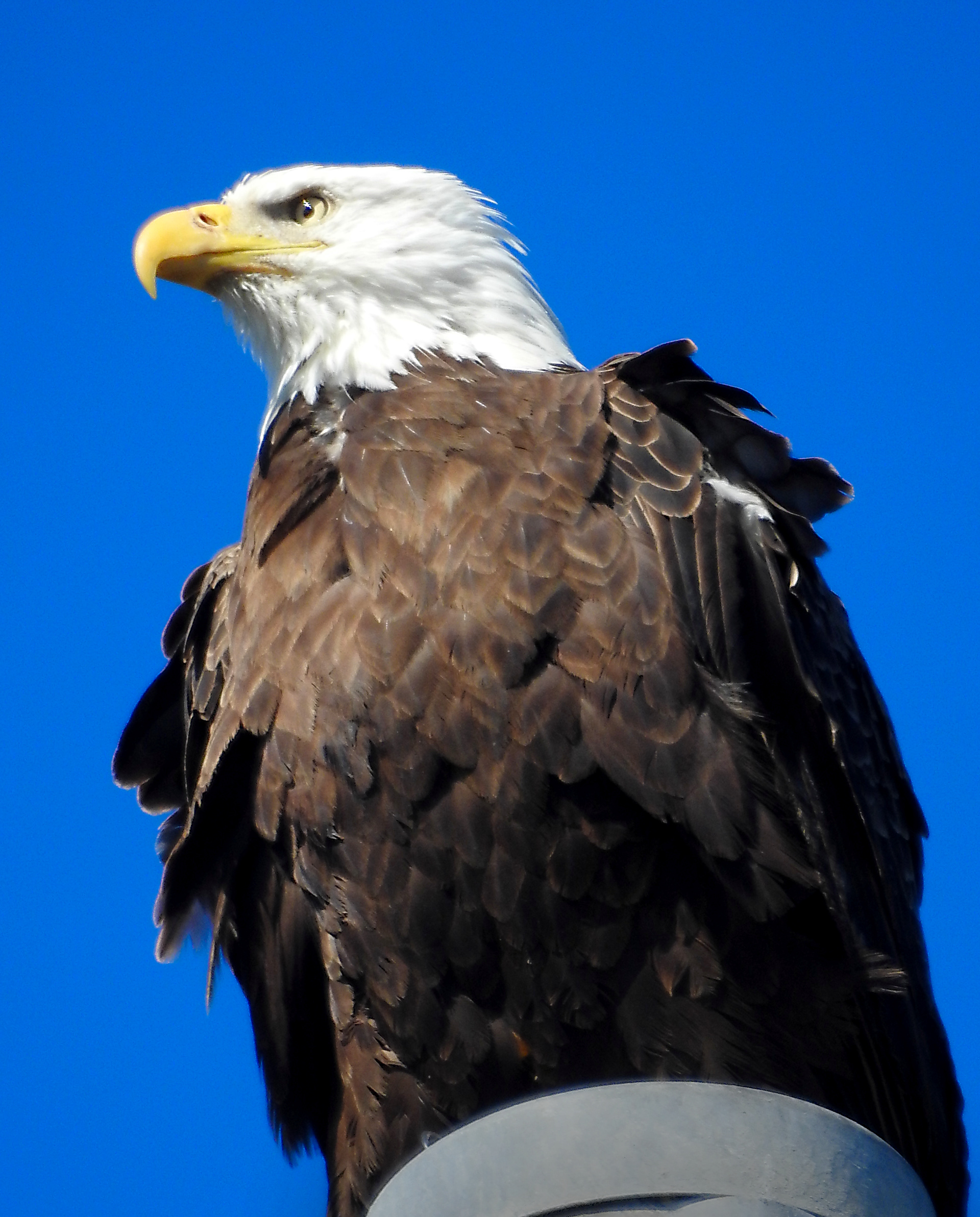 Eagle, St. George Is. FL