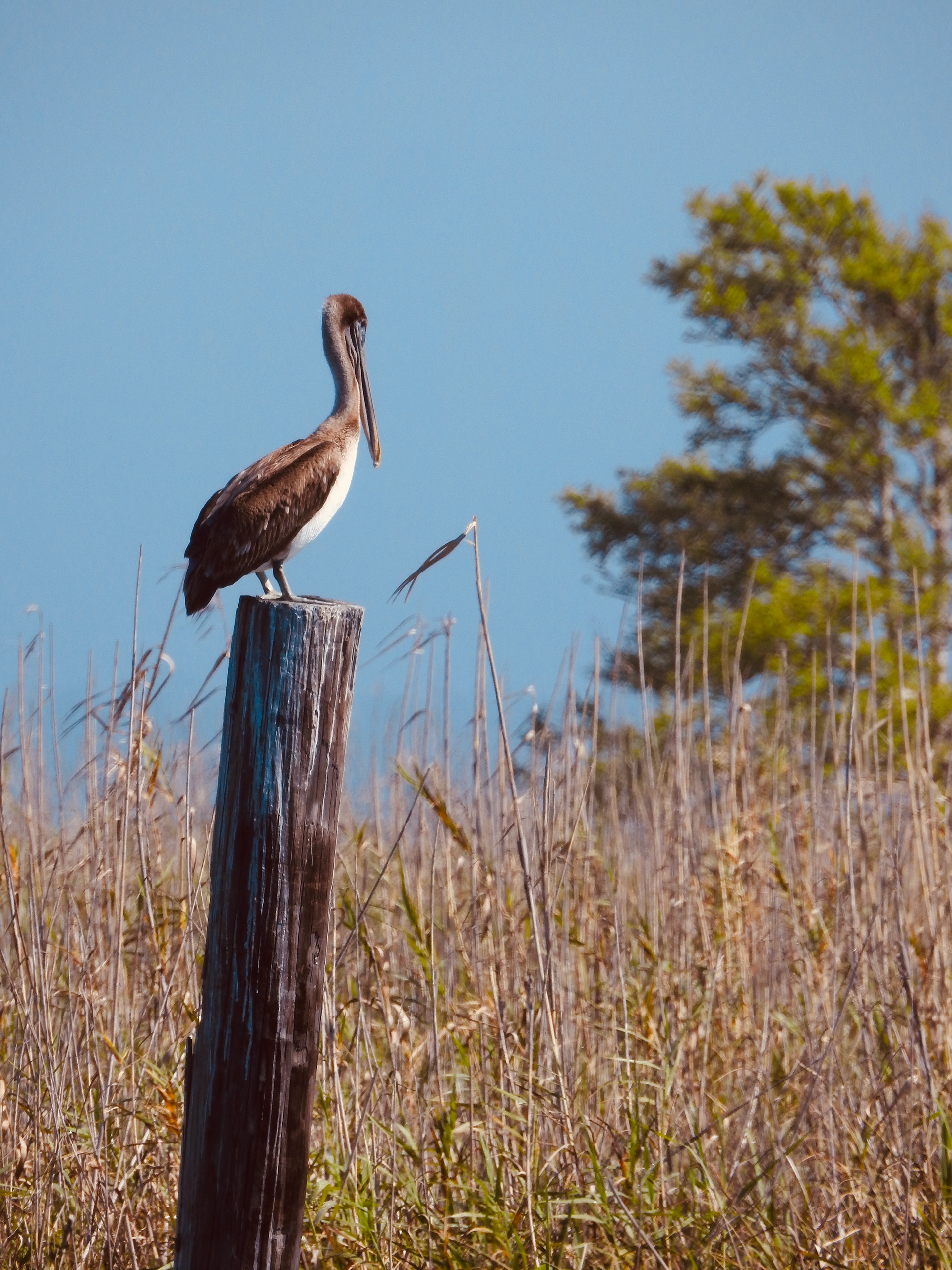 05 Pelican, Millpond, Apalachicola, FL