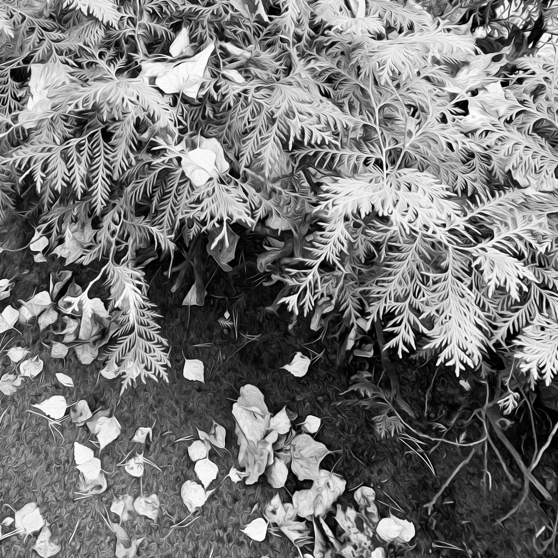 JUNIPER AS FRAGRANT hedge