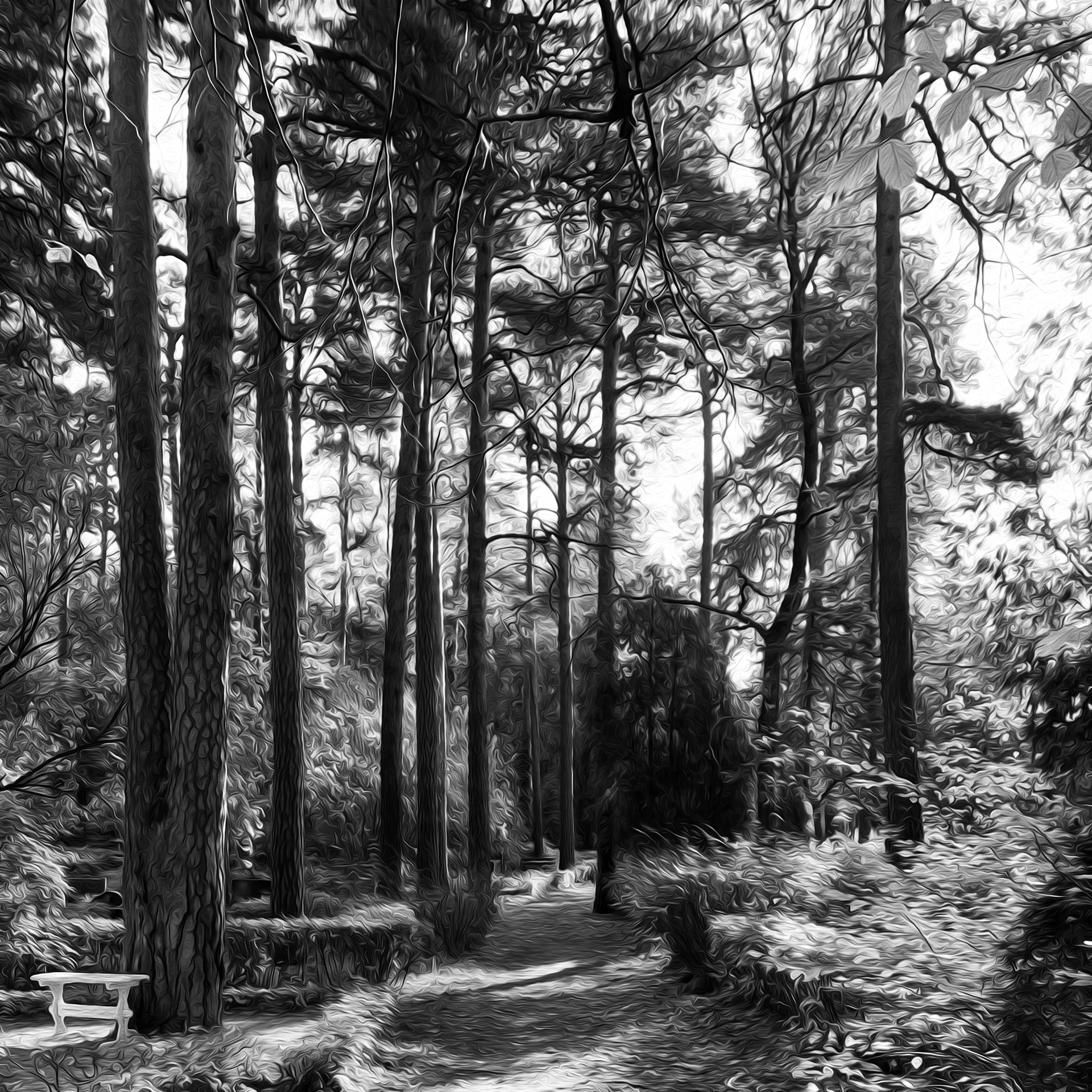 FOREST VERTICALITY AND FILTERED LIGHT
