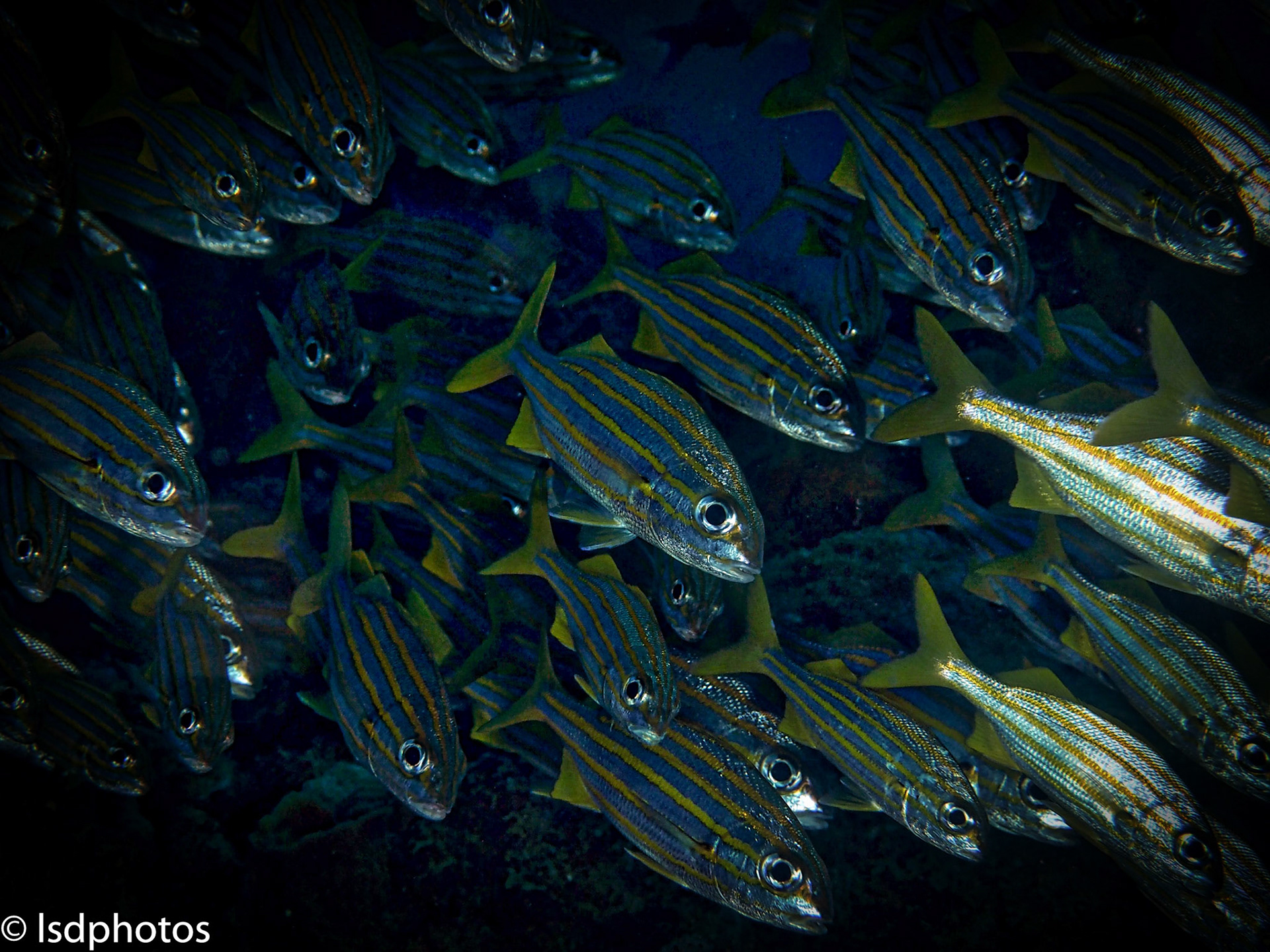 lsdphotos