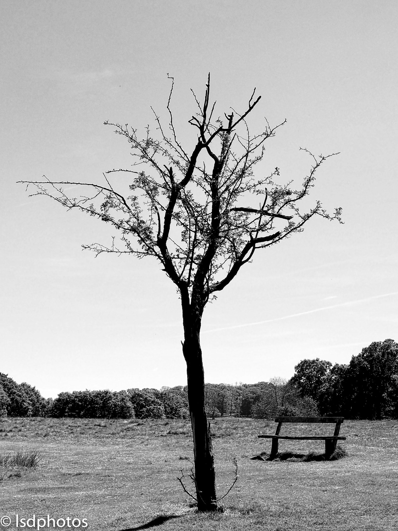 lsdphotos