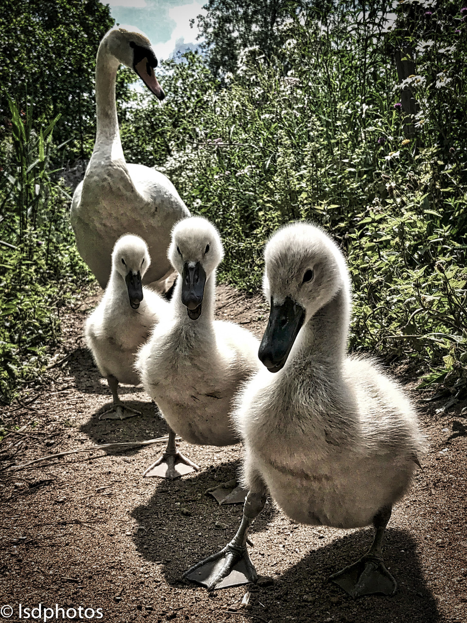 lsdphotos