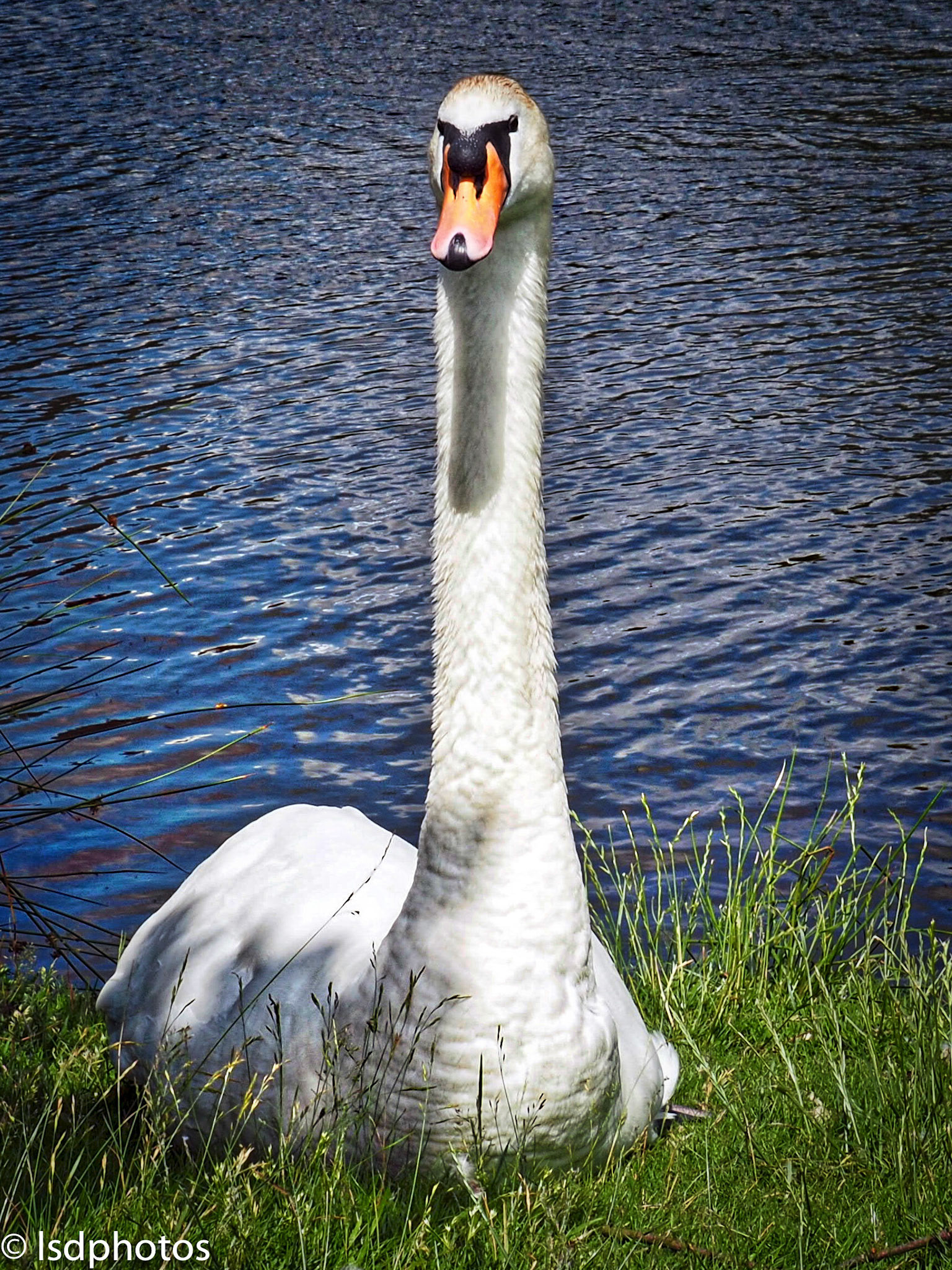 lsdphotos