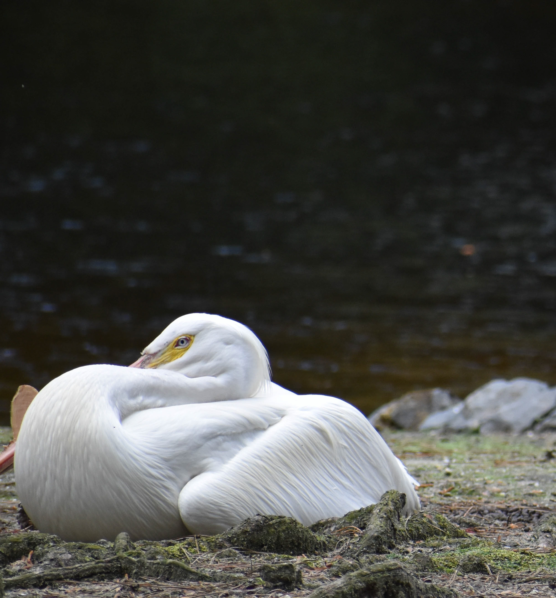 Untitled, 2019, Nikon D3500, Salisbury MD Zoo