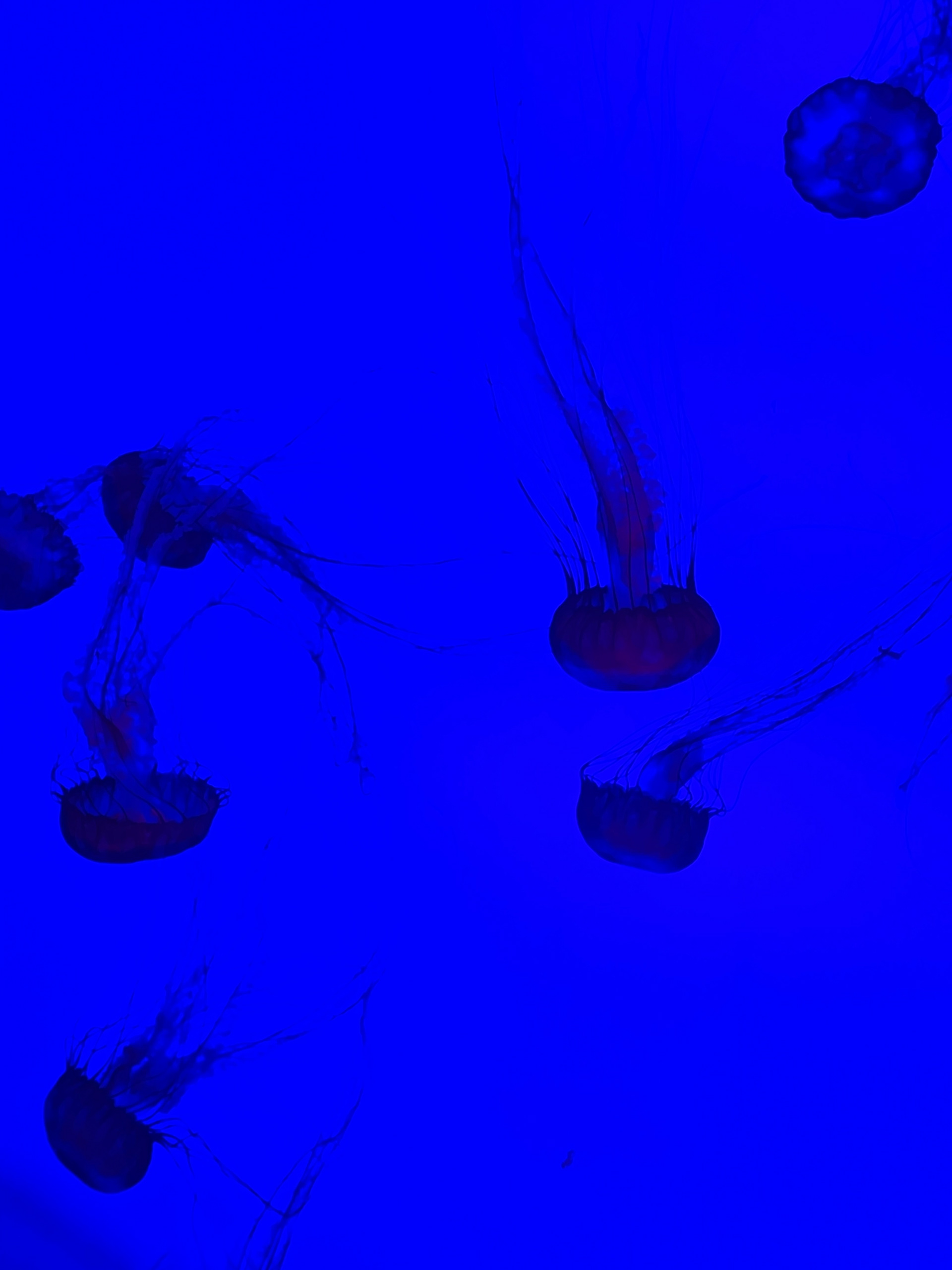 Untitled, 2023, IPhone, Ripley's Aquarium Myrtle Beach SC