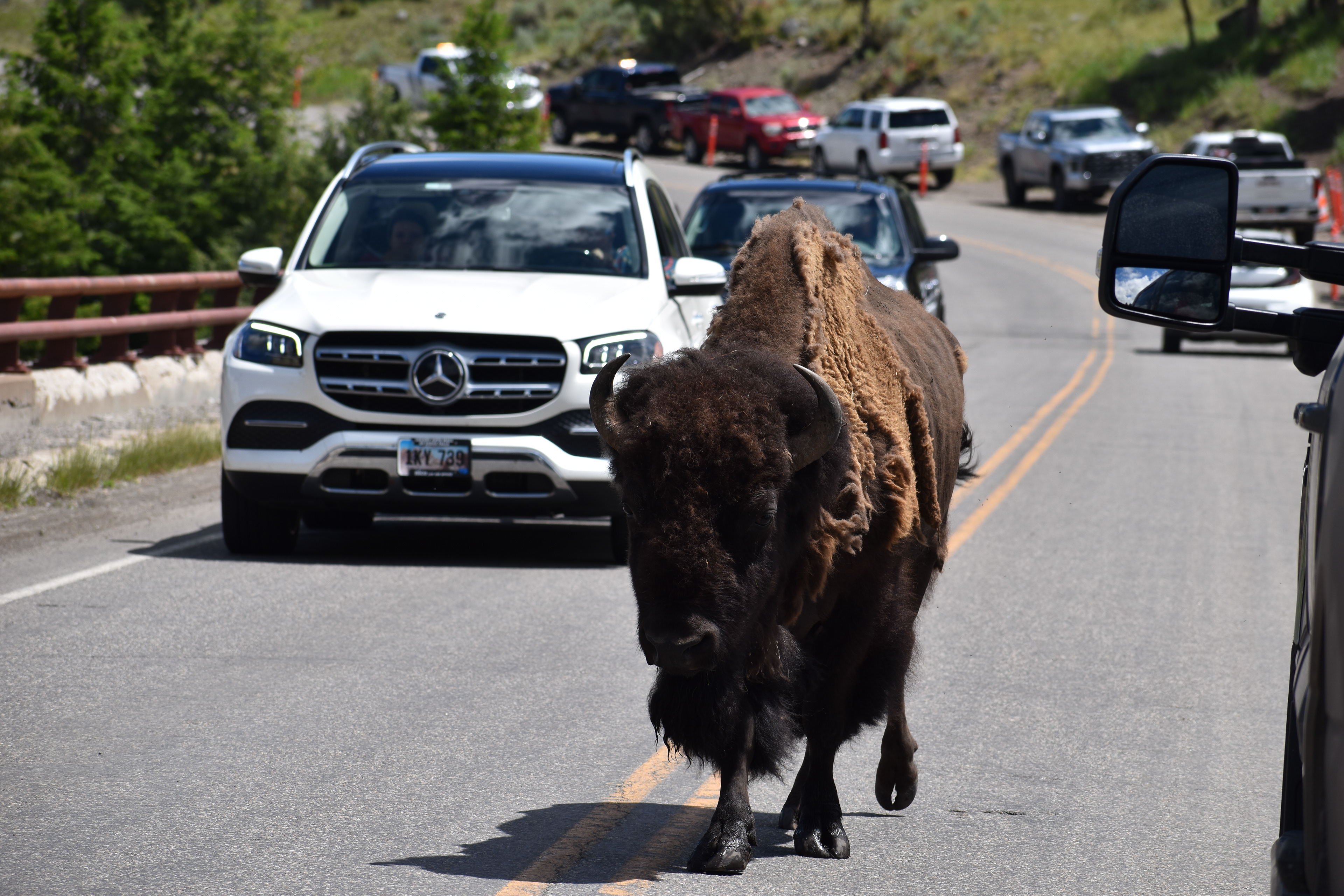 Untitled, 2024, Nikon D3500, Yellowstone