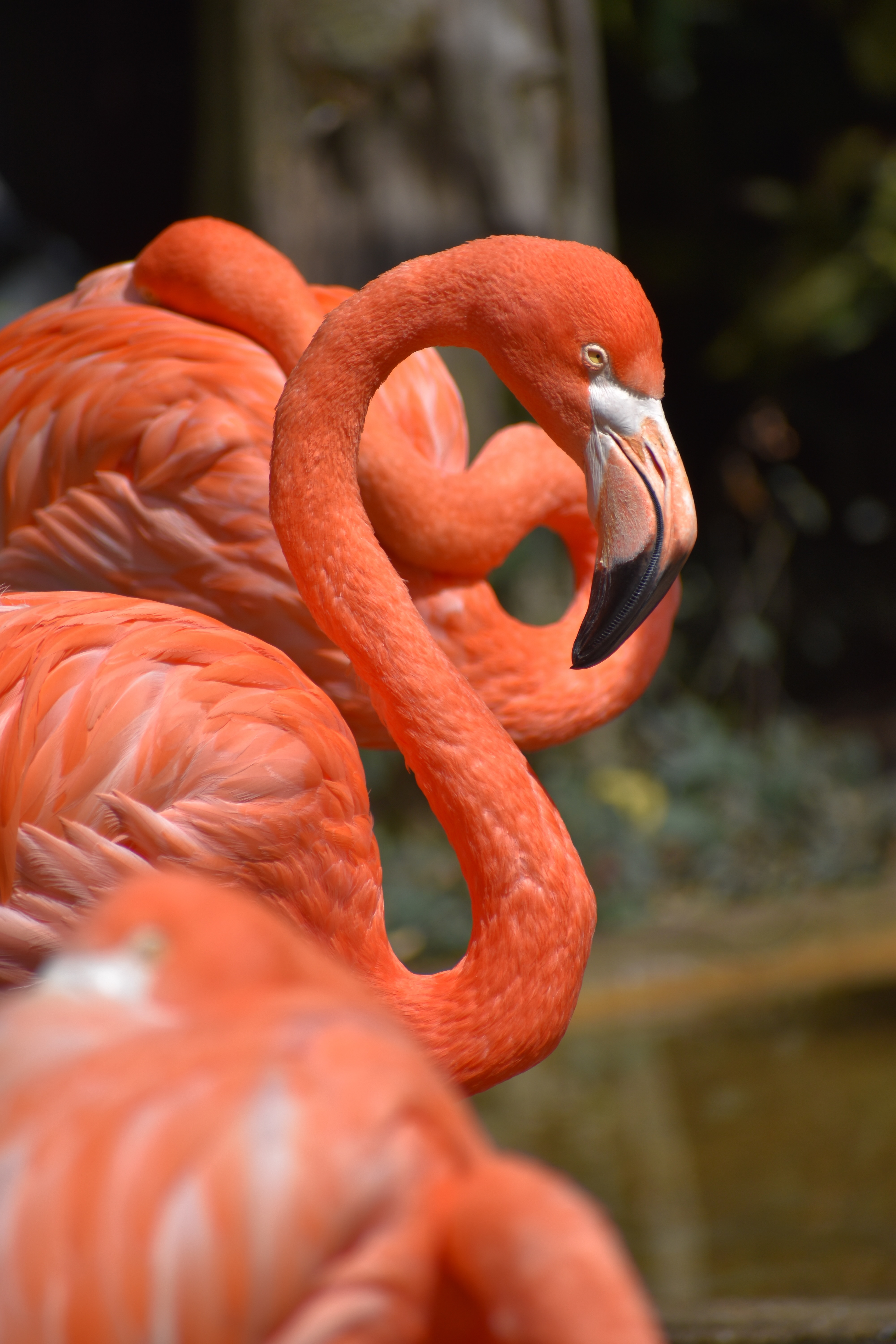 Untitled, 2019, Nikon D3500, Salisbury MD Zoo