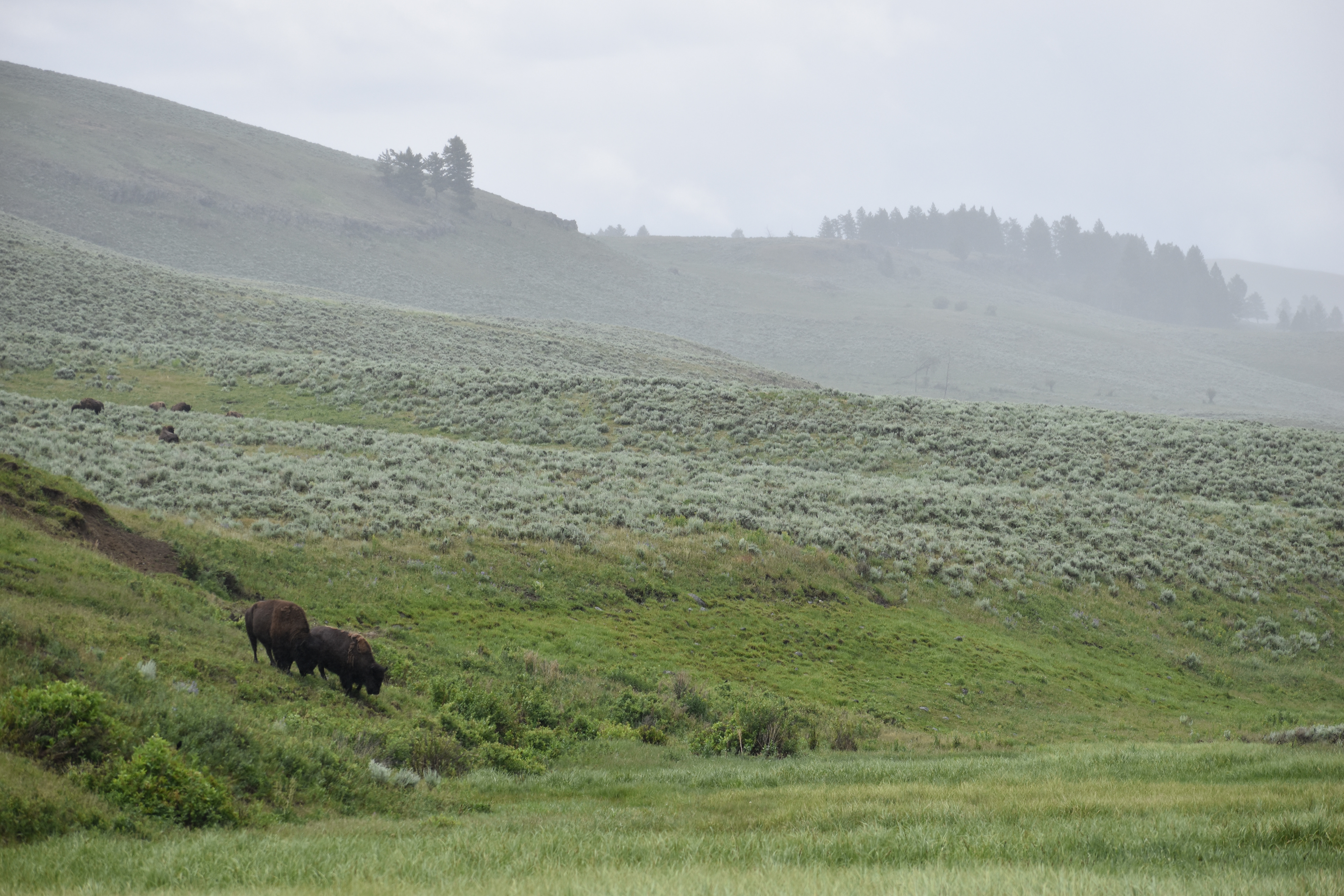 Untitled, 2024, Nikon D3500, Yellowstone in Montana 