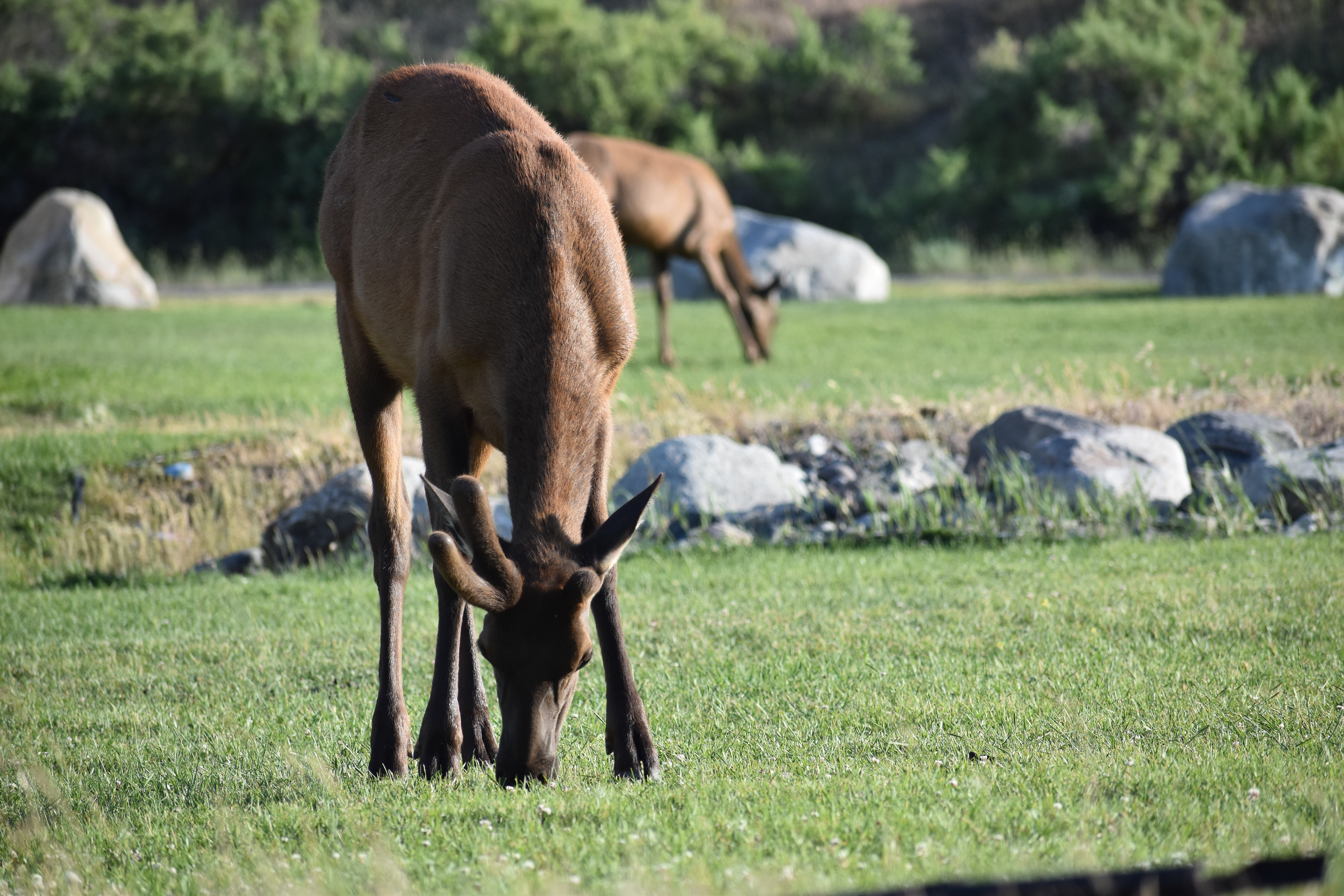 Untitled, 2024, Nikon D3500, Montana