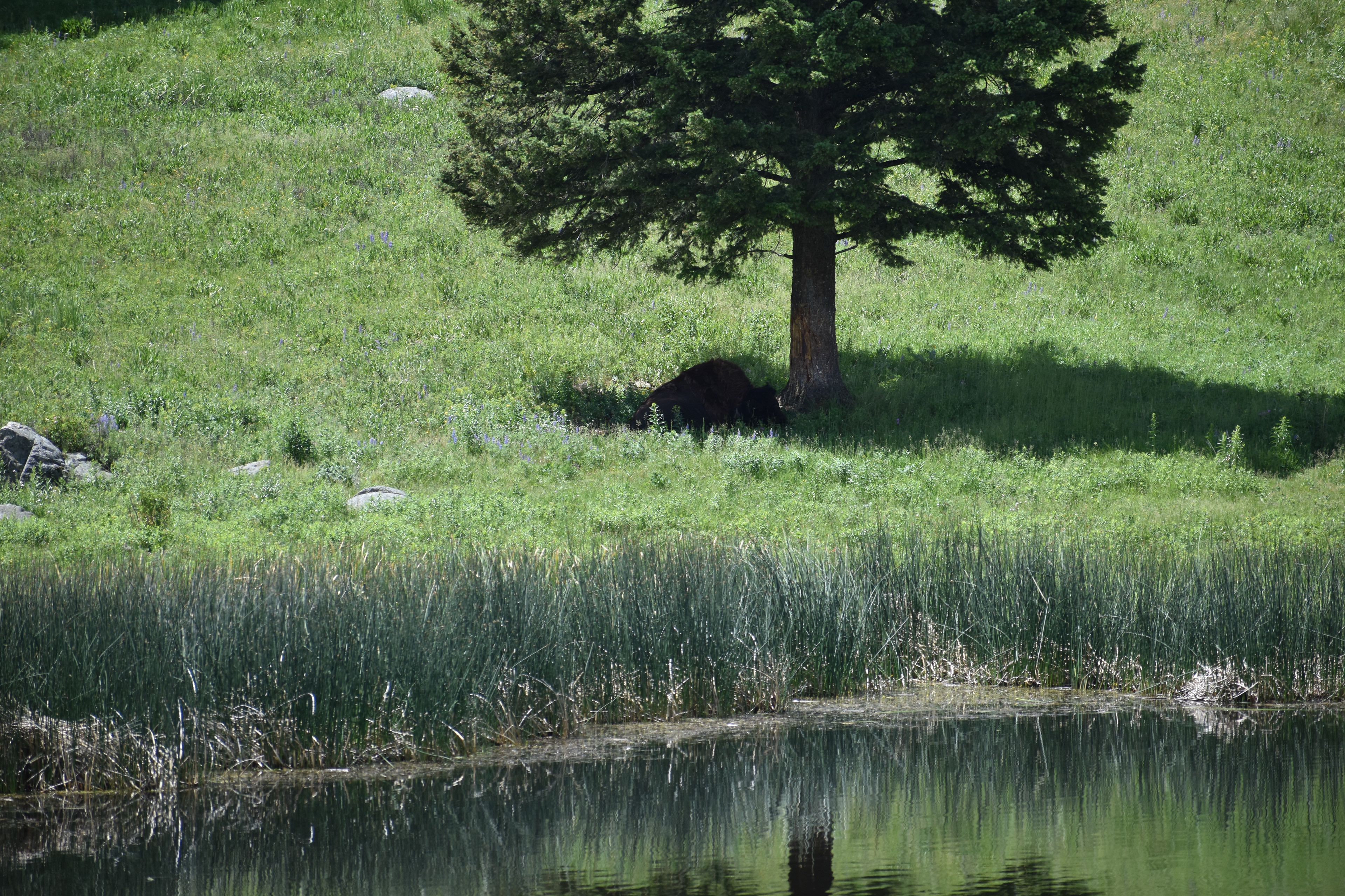 Untitled, 2024, Nikon D3500, Yellowstone in Montana 