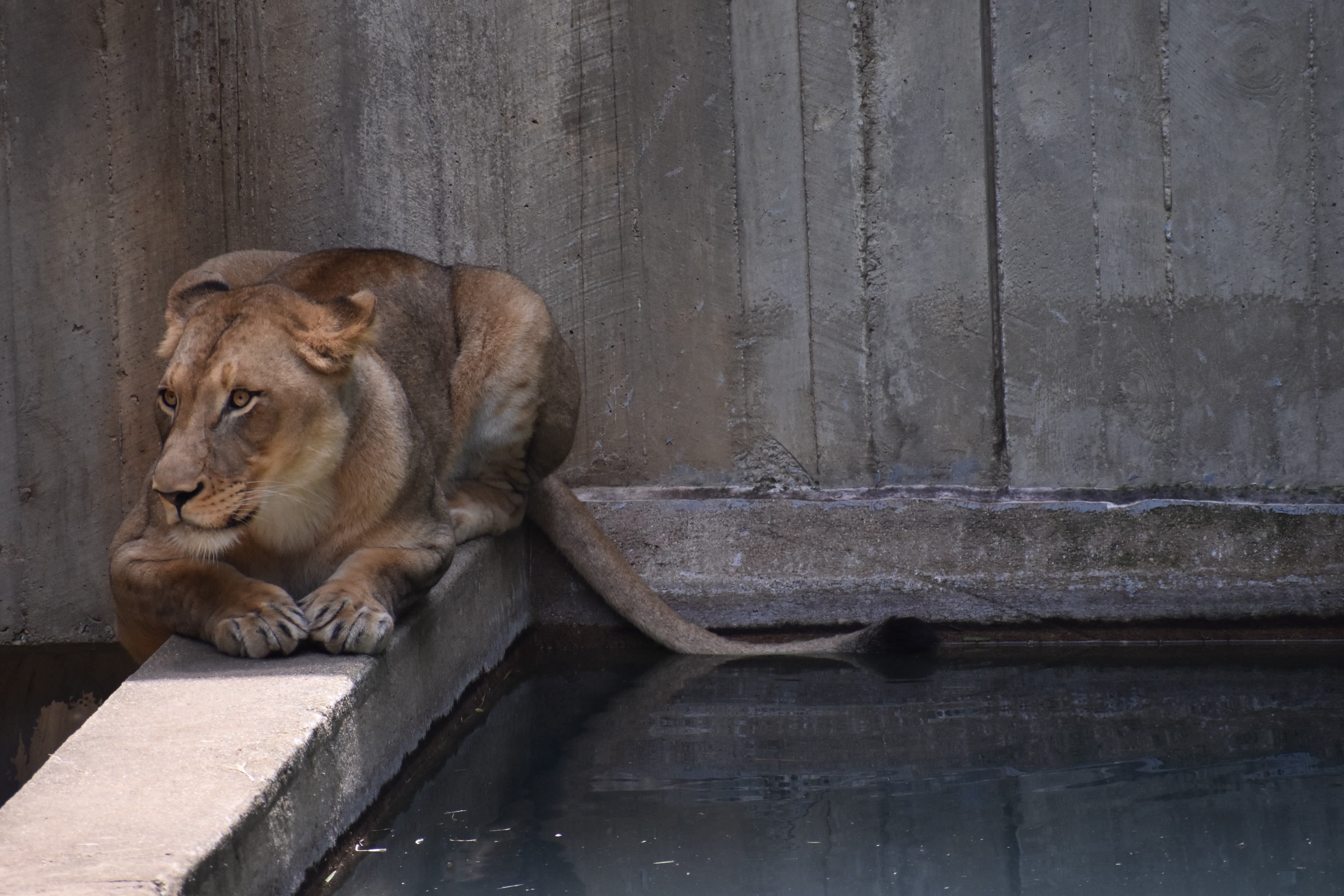 Untitled, 2019, Nikon D3500, Washington DC Zoo
