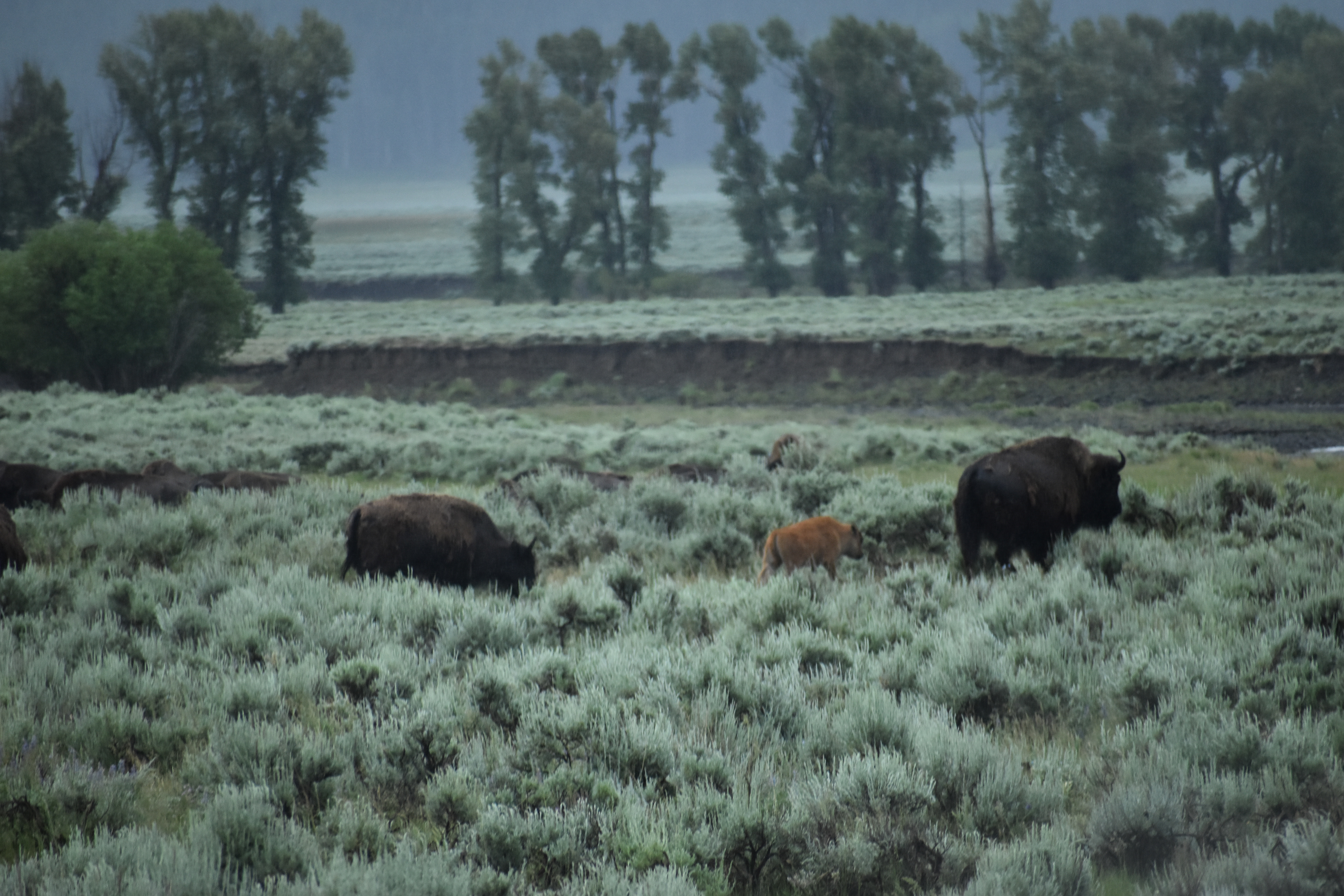 Untitled, 2024, Nikon D3500, Yellowstone in Montana 