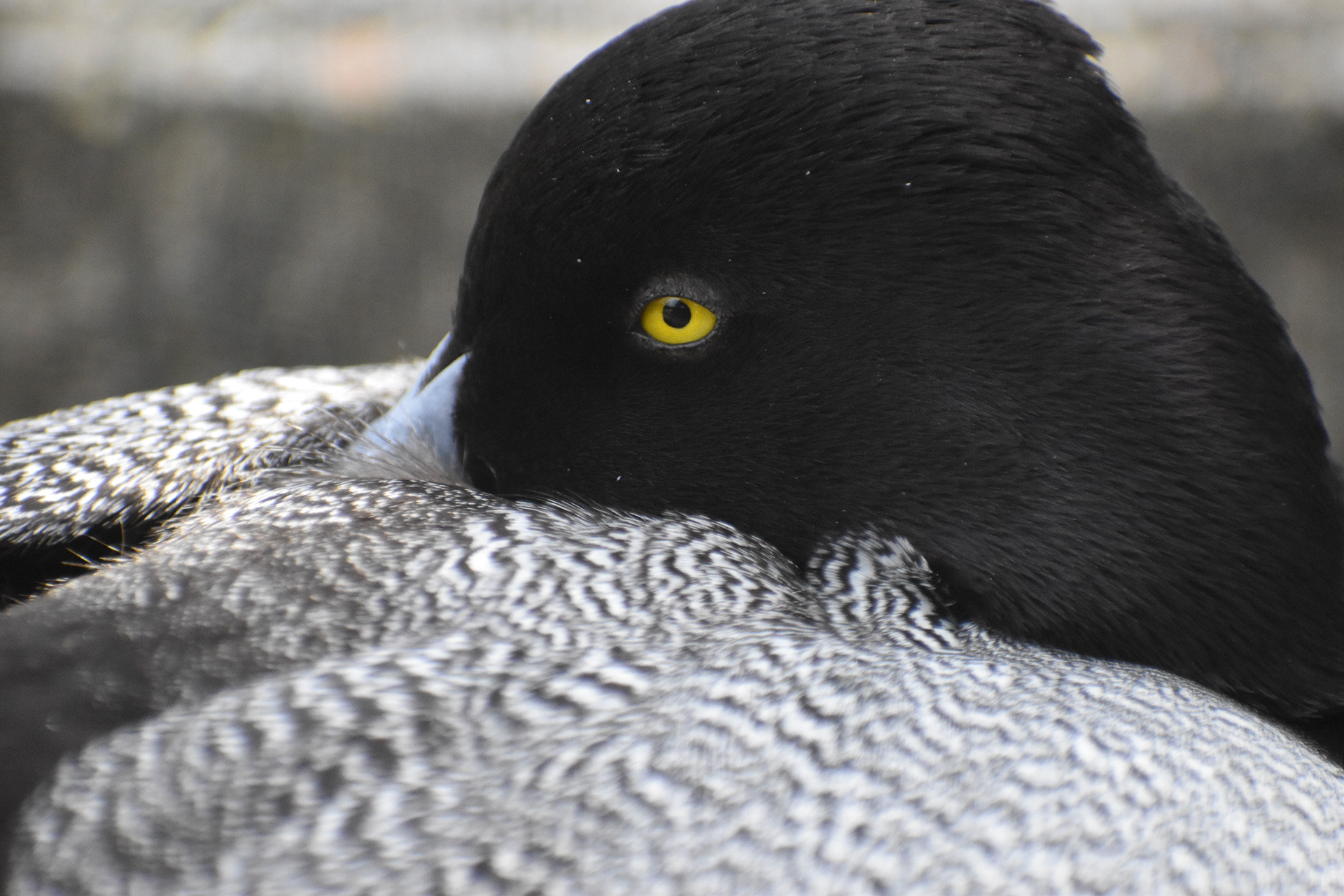 Untitled, 2023, Nikon D3500, Salisbury MD Zoo