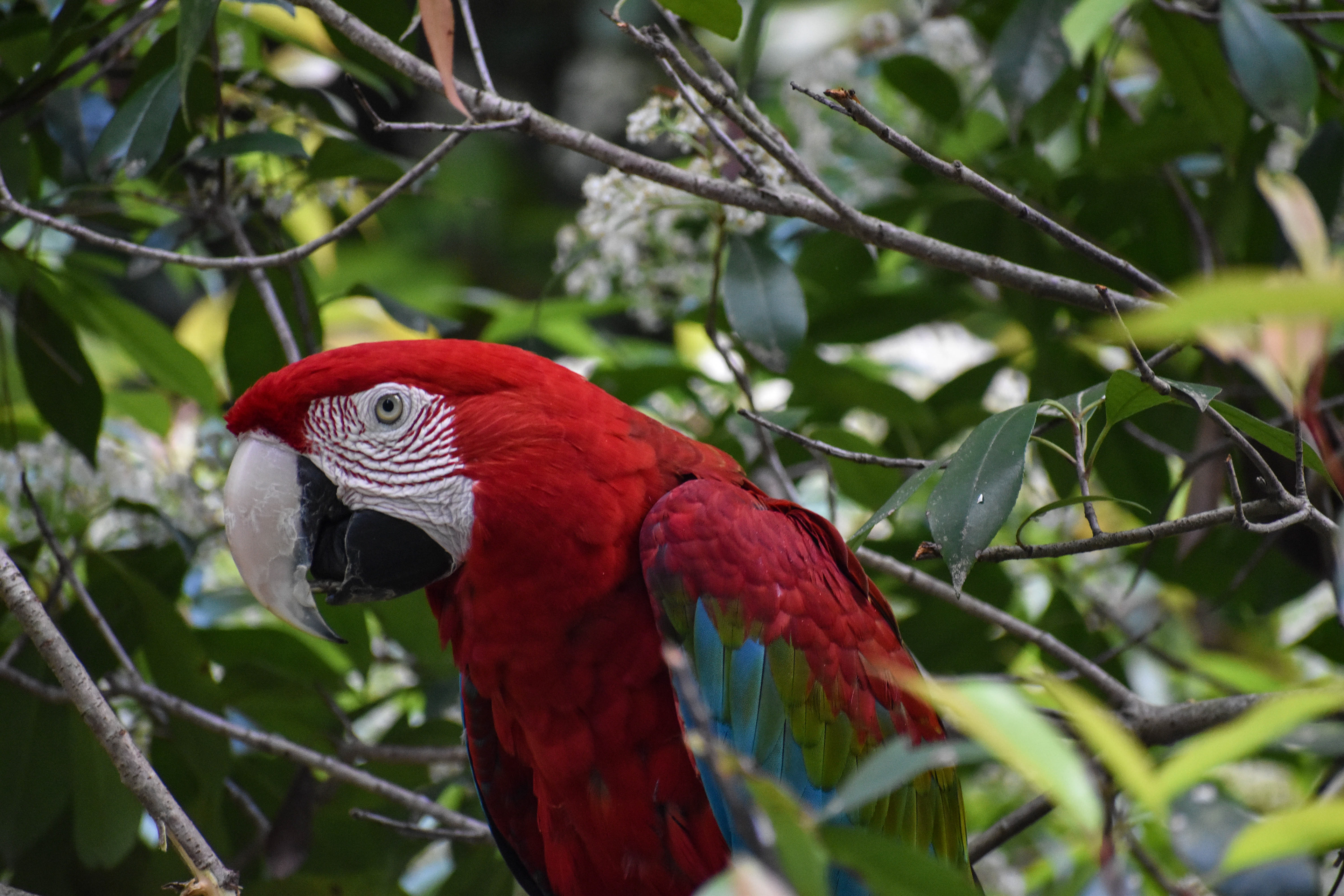 Untitled, 2019, Nikon D3500, Salisbury MD Zoo