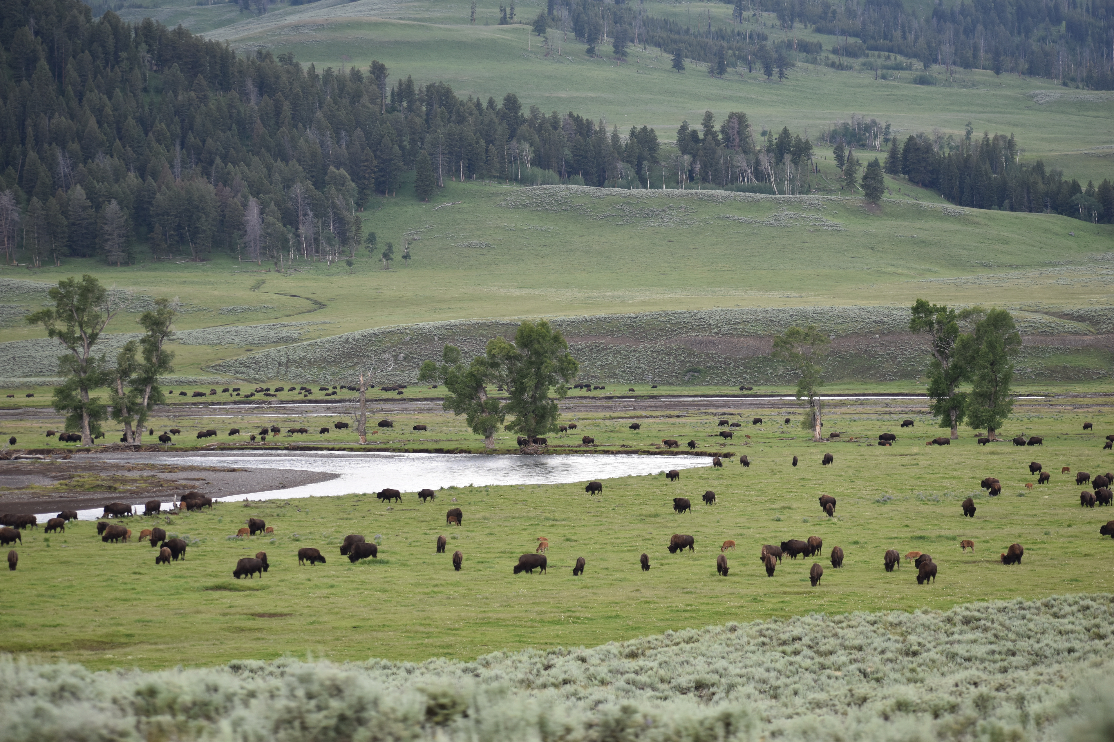 Untitled, 2024, Nikon D3500, Yellowstone in Montana 
