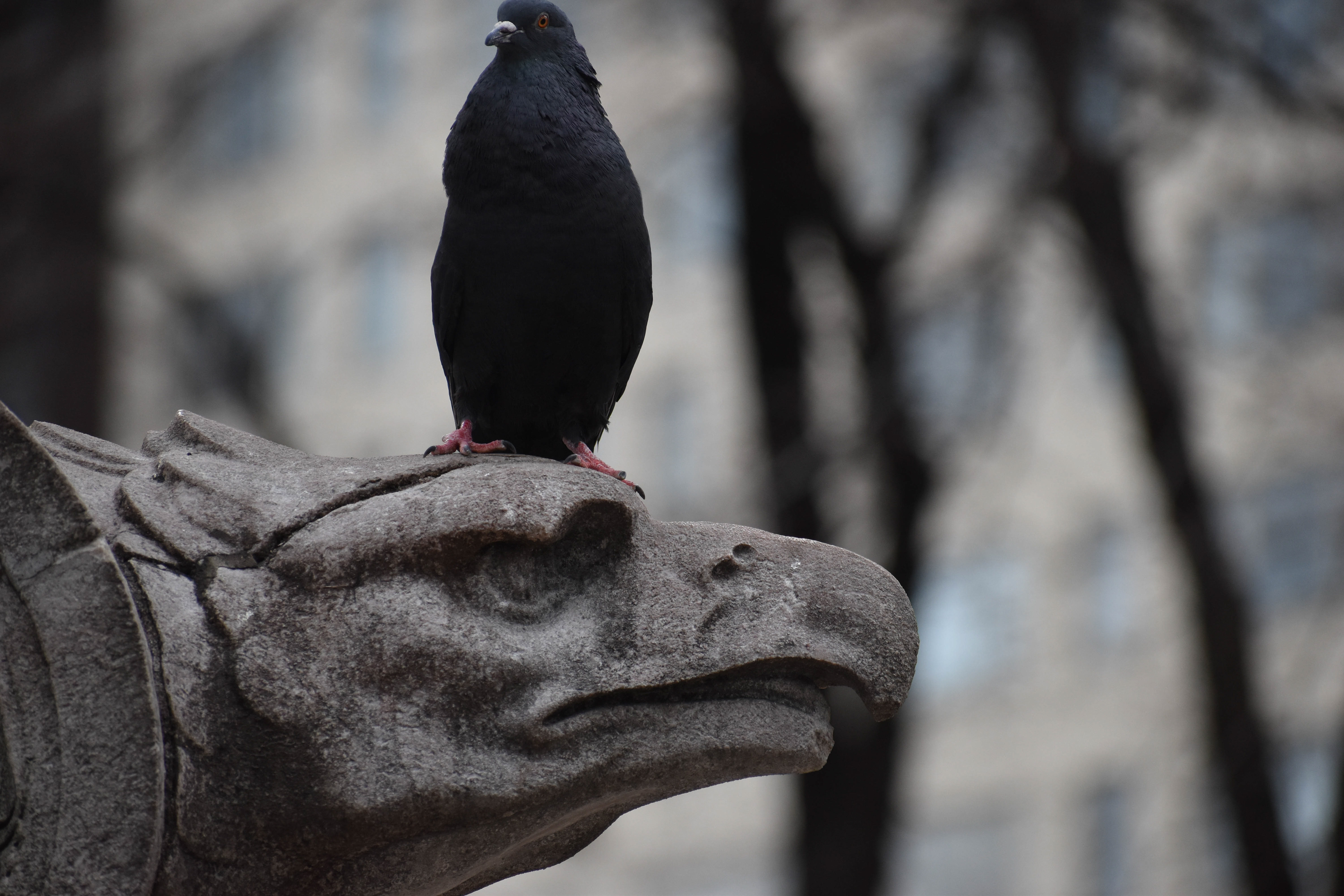 Untitled, 2019, Nikon D3500, New York