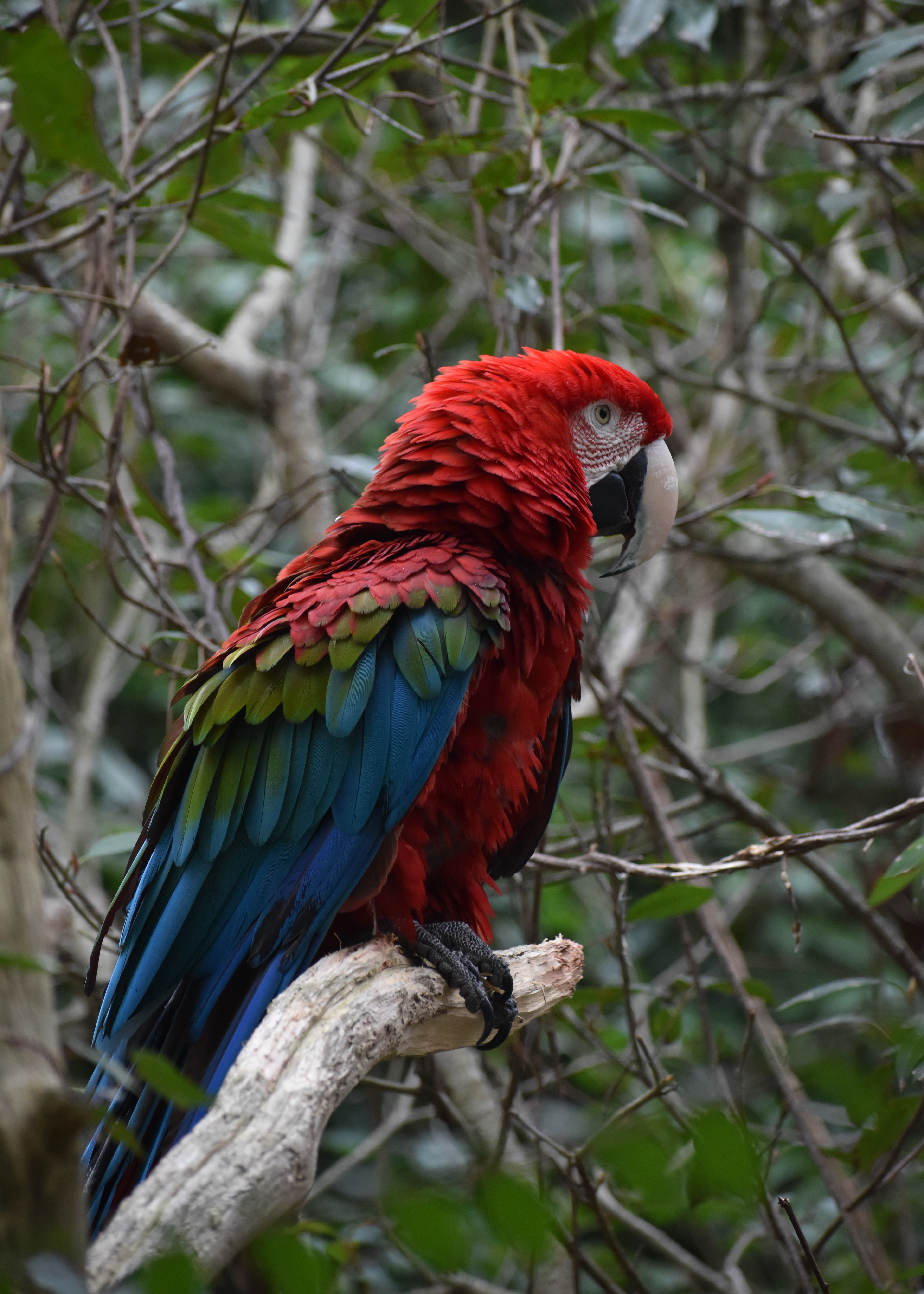 Untitled, 2022, Nikon D3500, Salisbury MD ZooUntitled, 2023, Nikon D3500, Salisbury MD Zoo