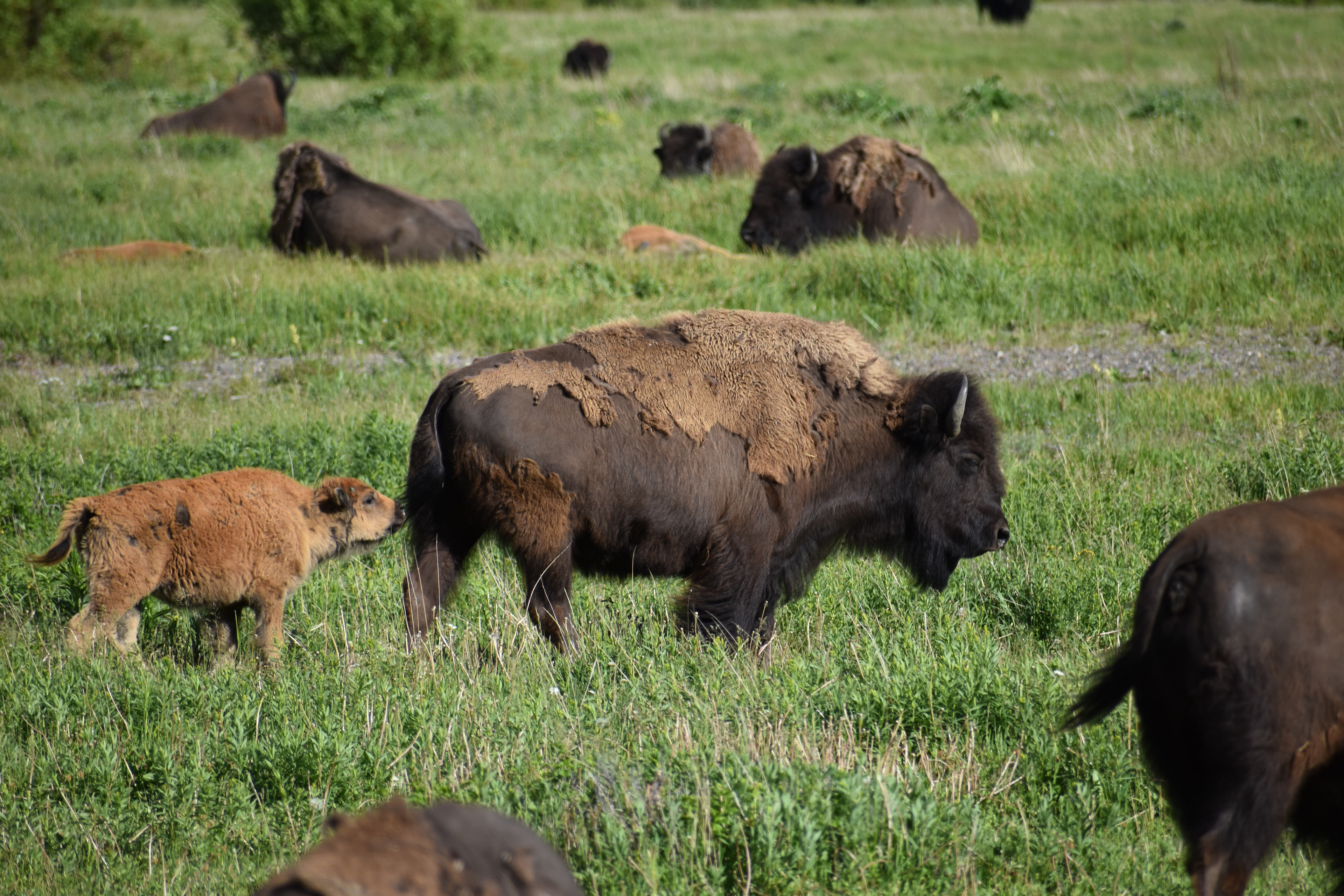 Untitled, 2024, Nikon D3500, Lamar Valley in Montana 