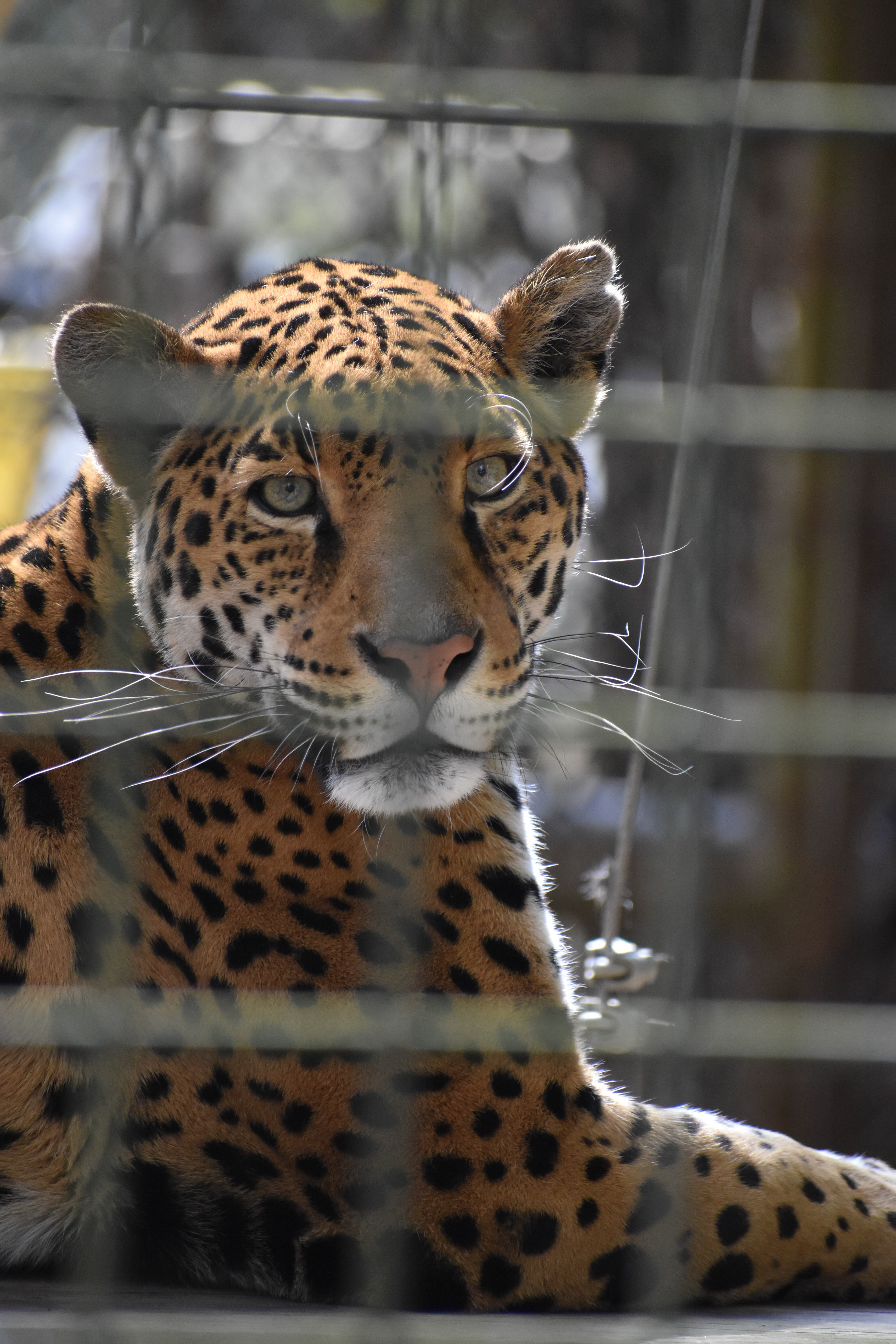Untitled, 2019, Nikon D3500, Salisbury MD Zoo